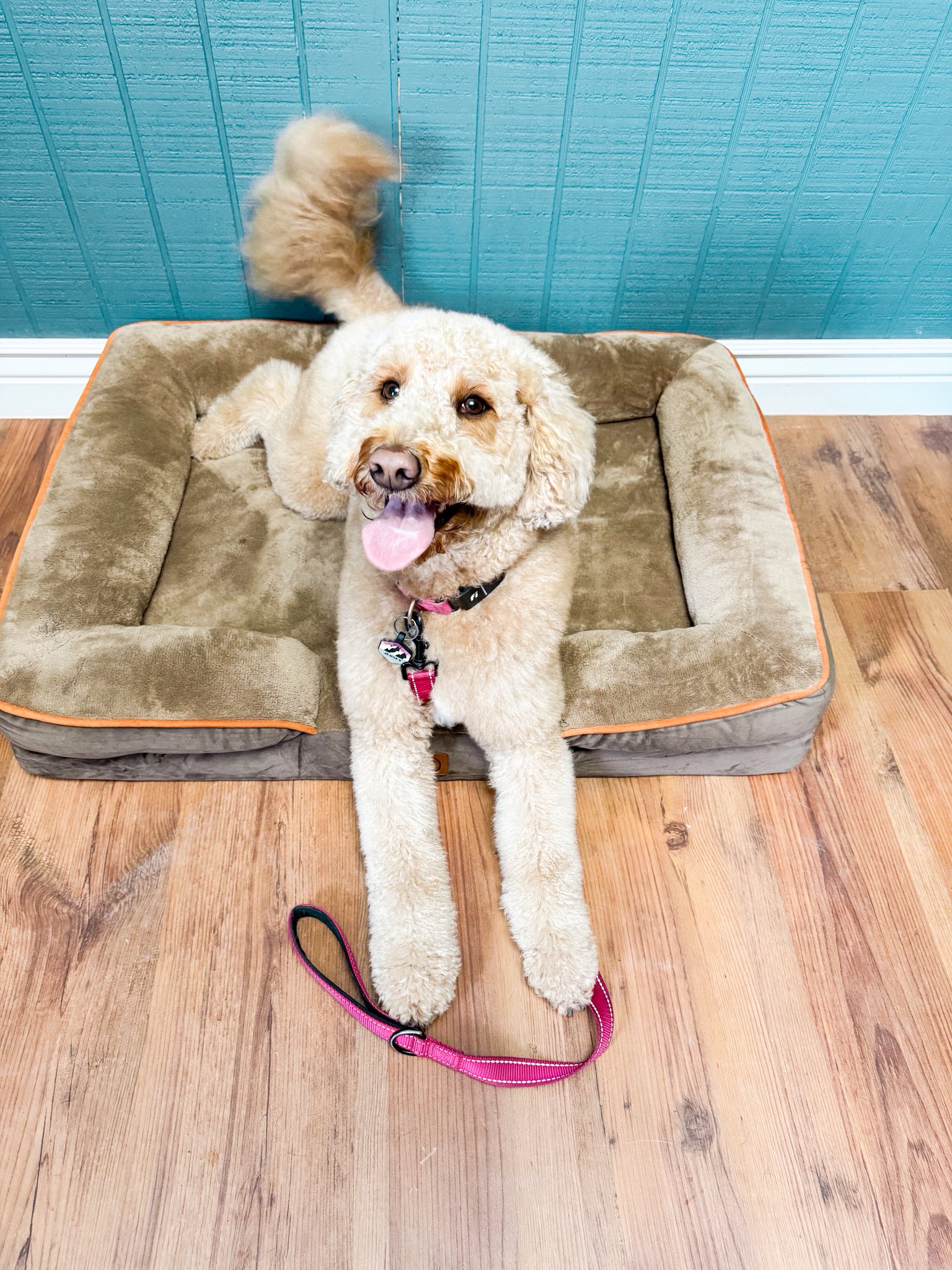 Paw Paws Dog Boarding Van Buren