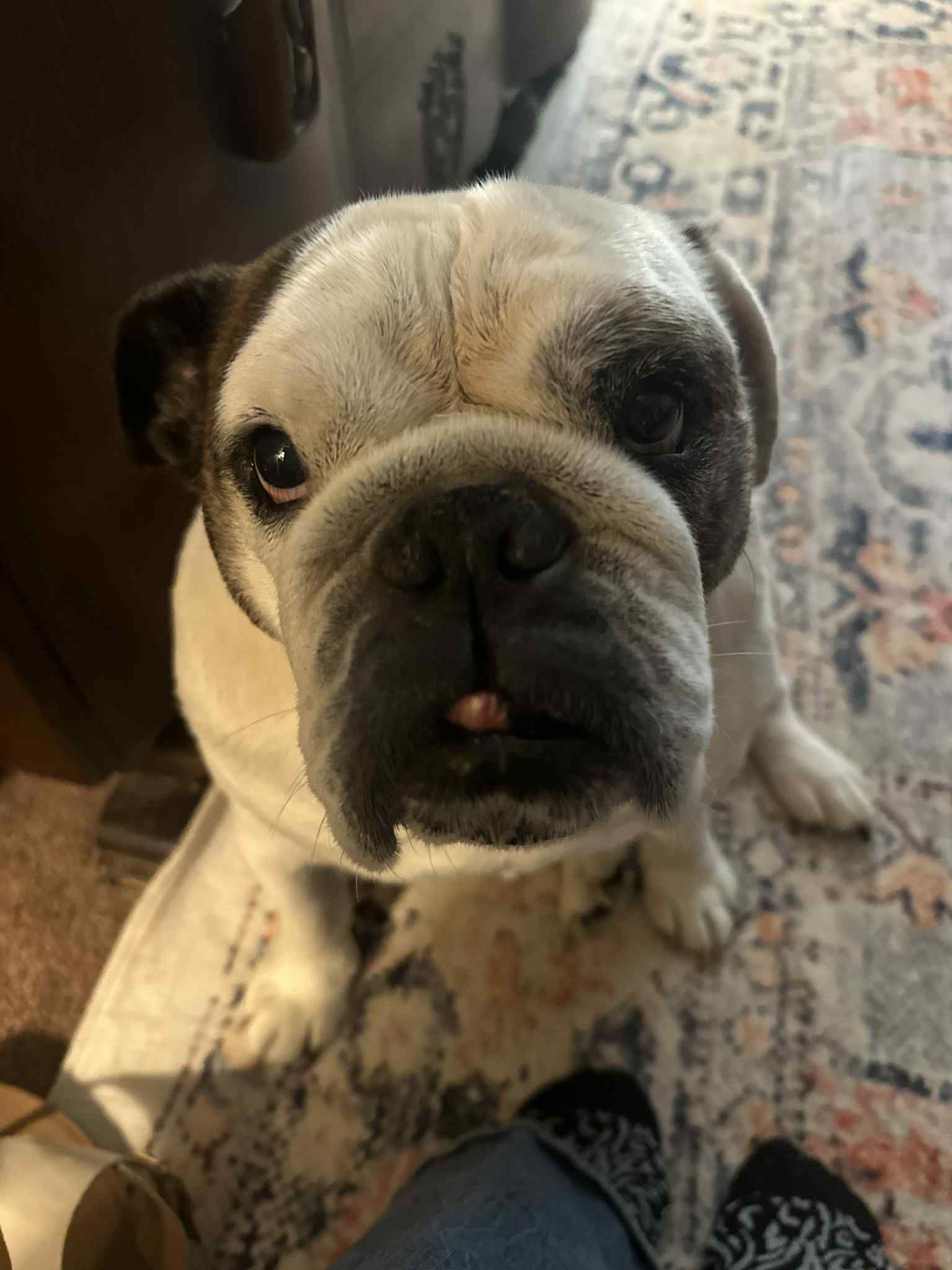 Zoom and Groom Mobile Pet Spa Van Buren