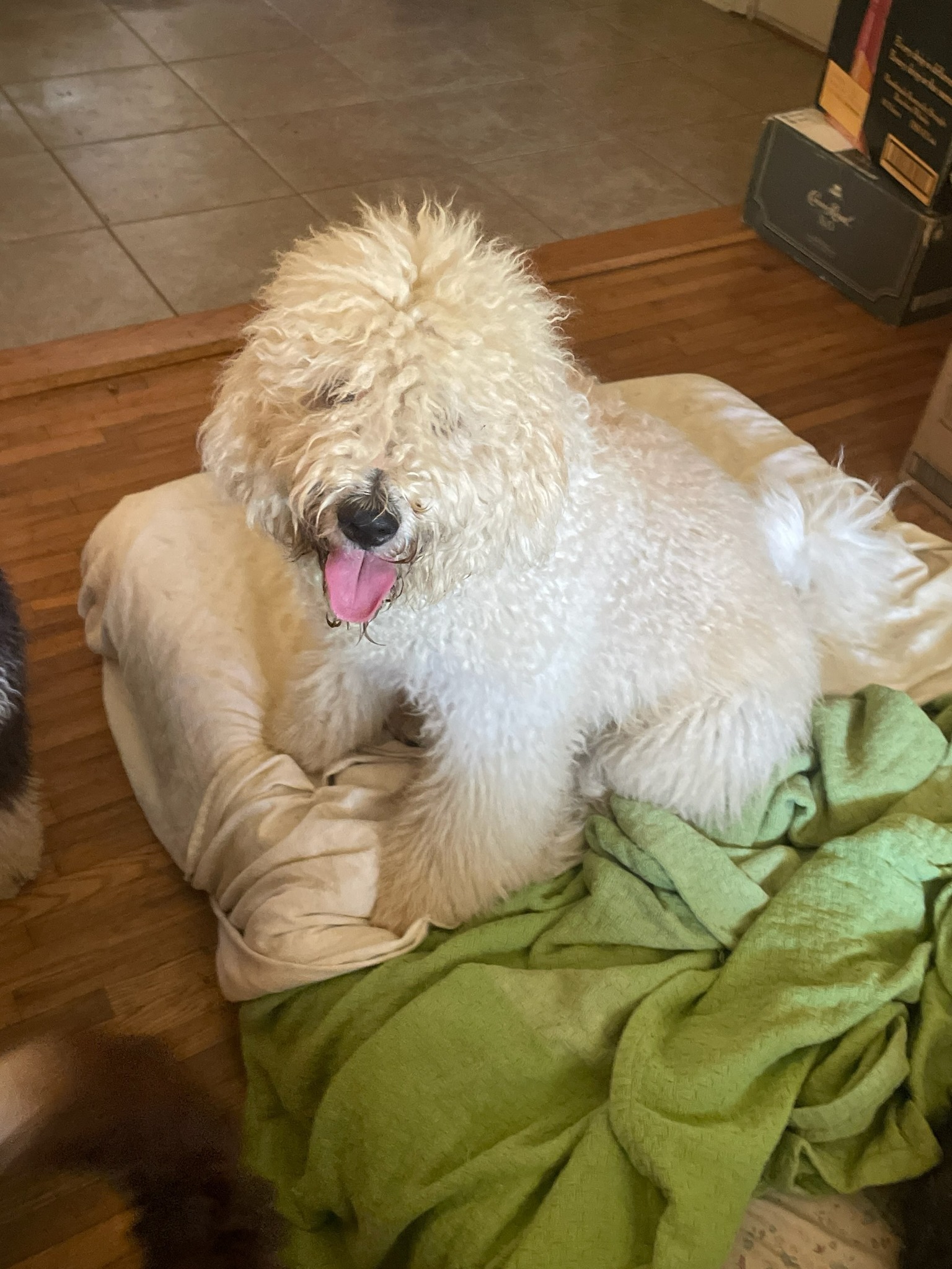 Zoom and Groom Mobile Pet Spa Van Buren