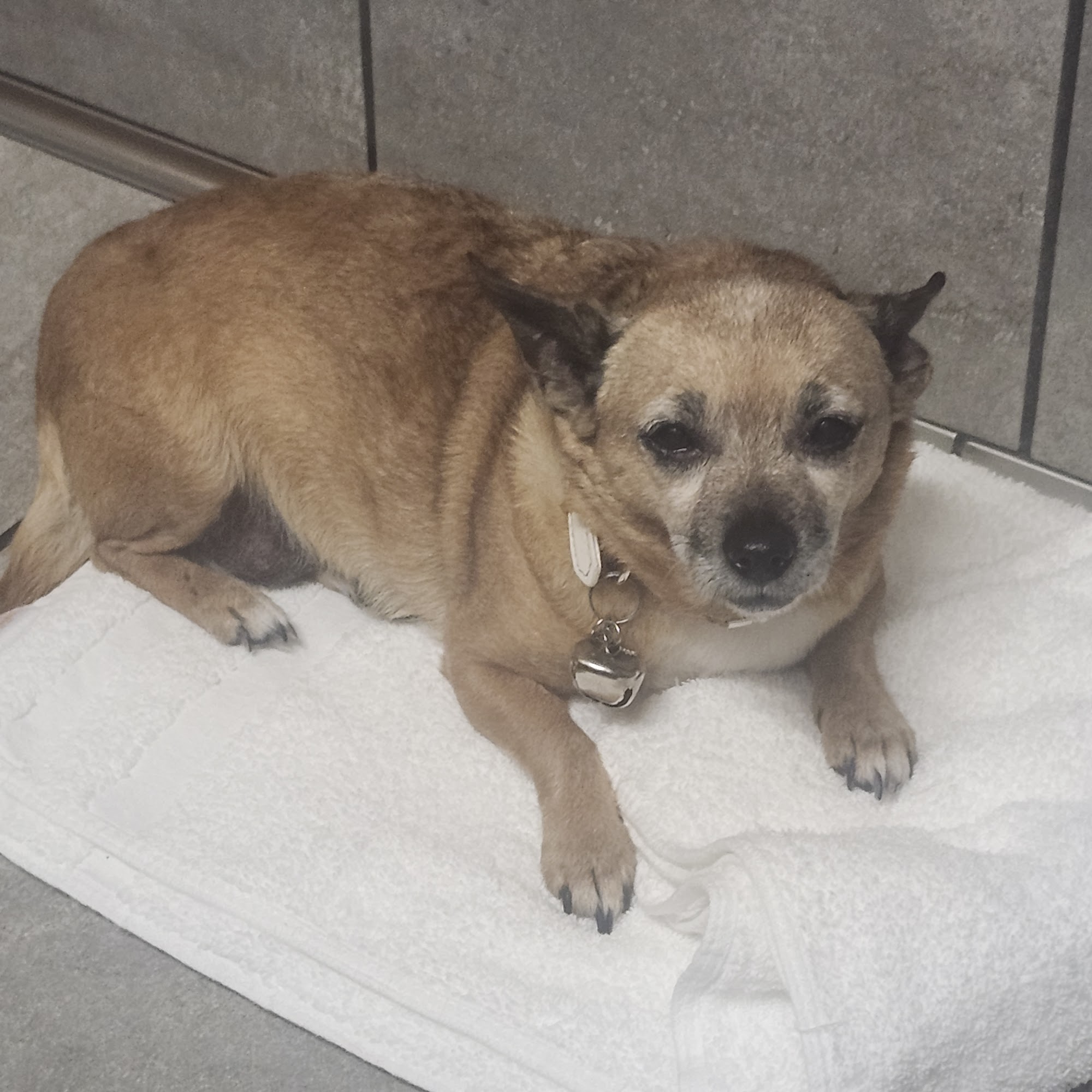 Animal Care Center West Memphis