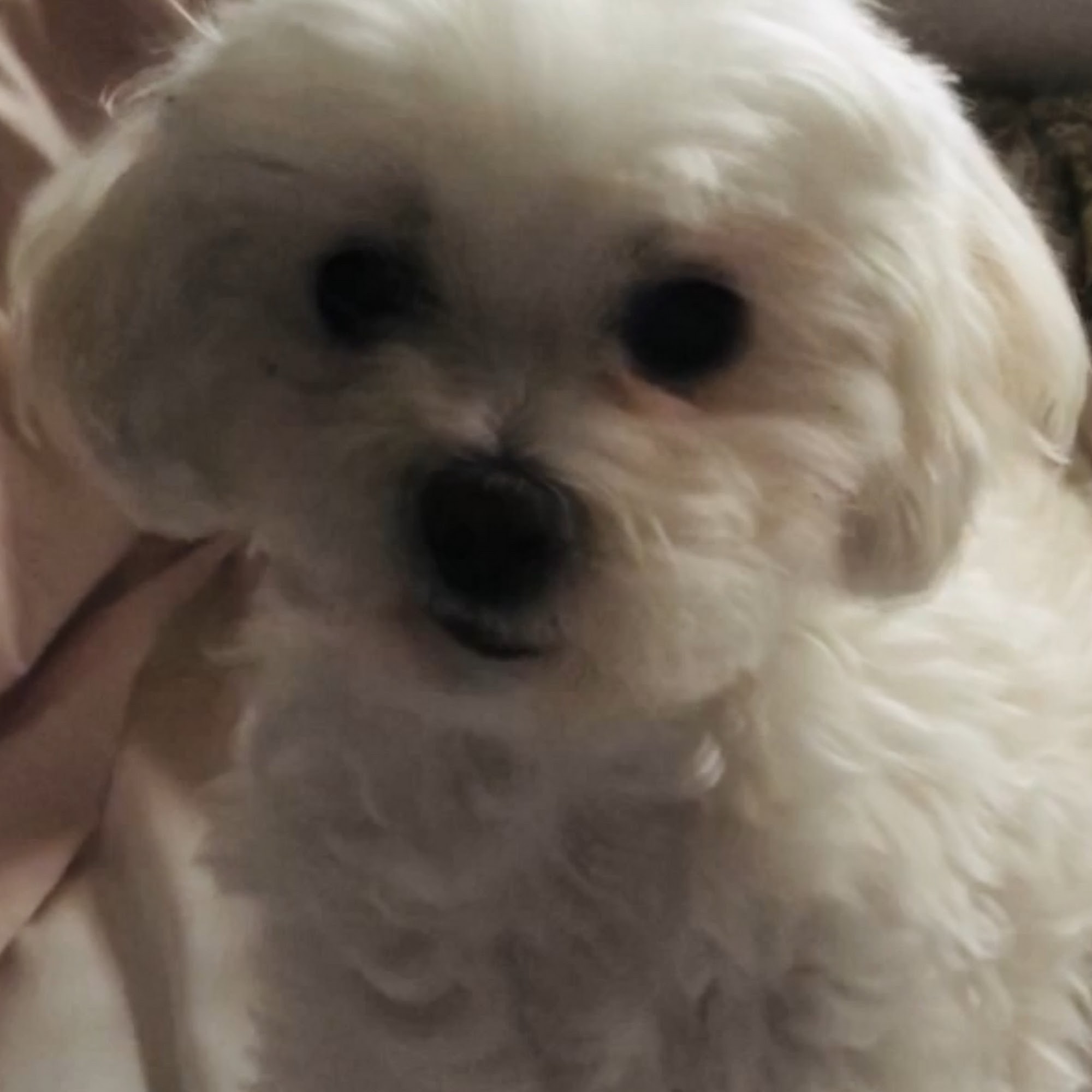 Dog N Sudz West Memphis