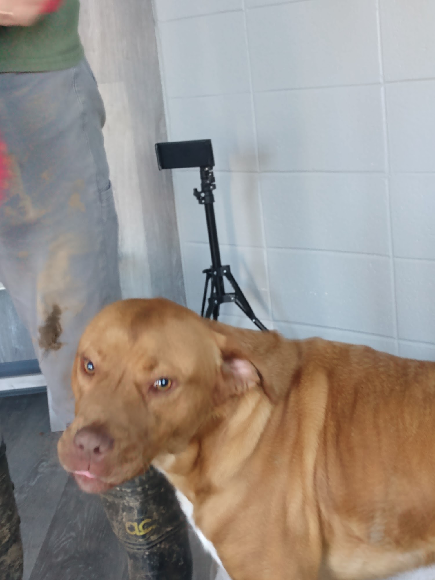 FURGIVEN Animal Sanctuary West Memphis