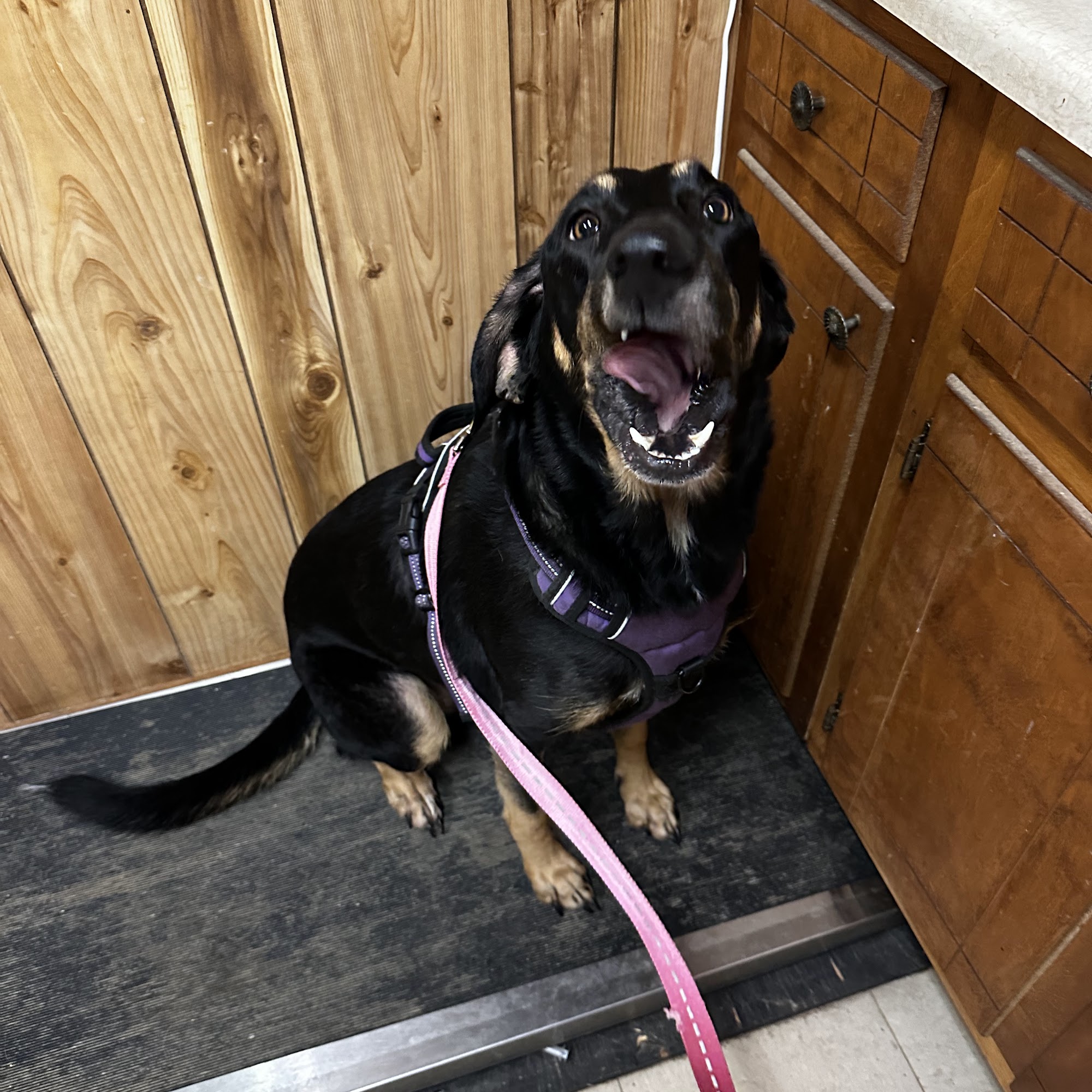 White Hall Veterinary Clinic White Hall