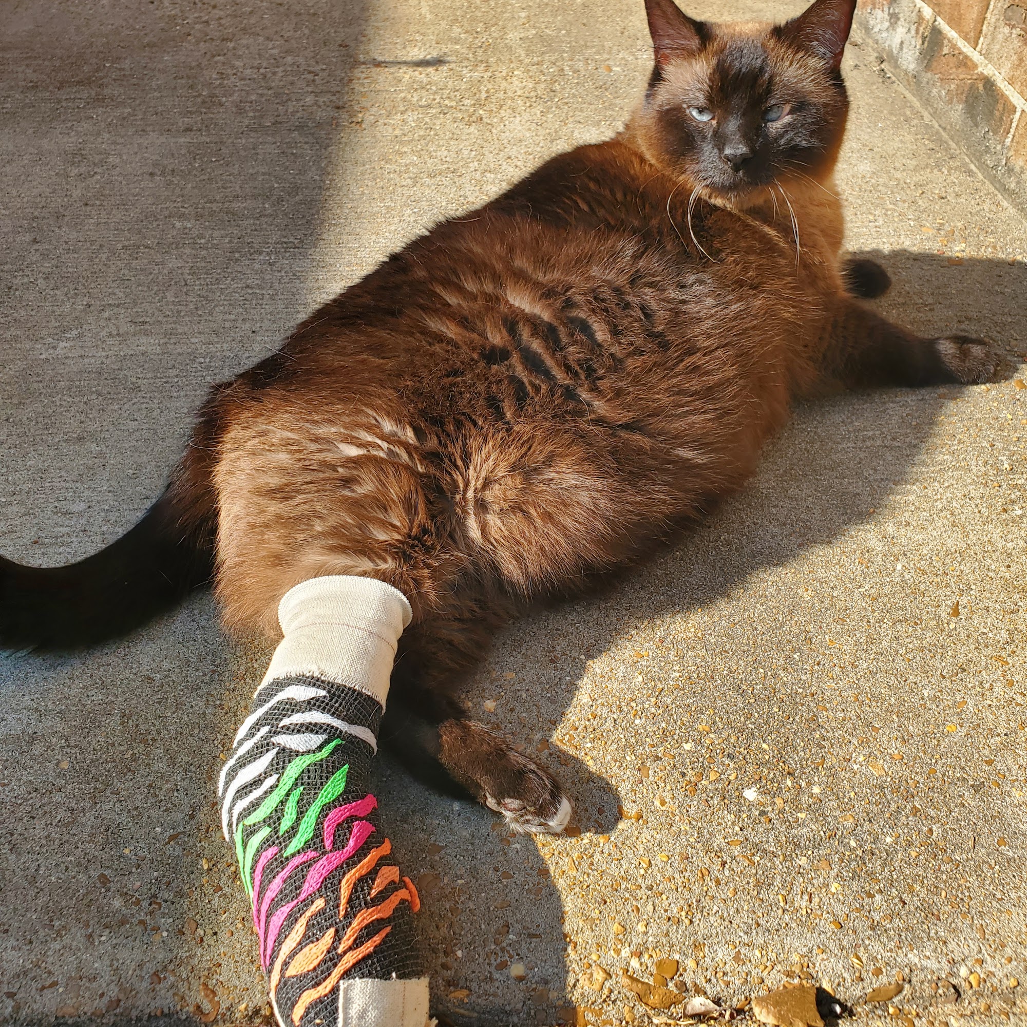 Cross County Veterinary Clinic Wynne