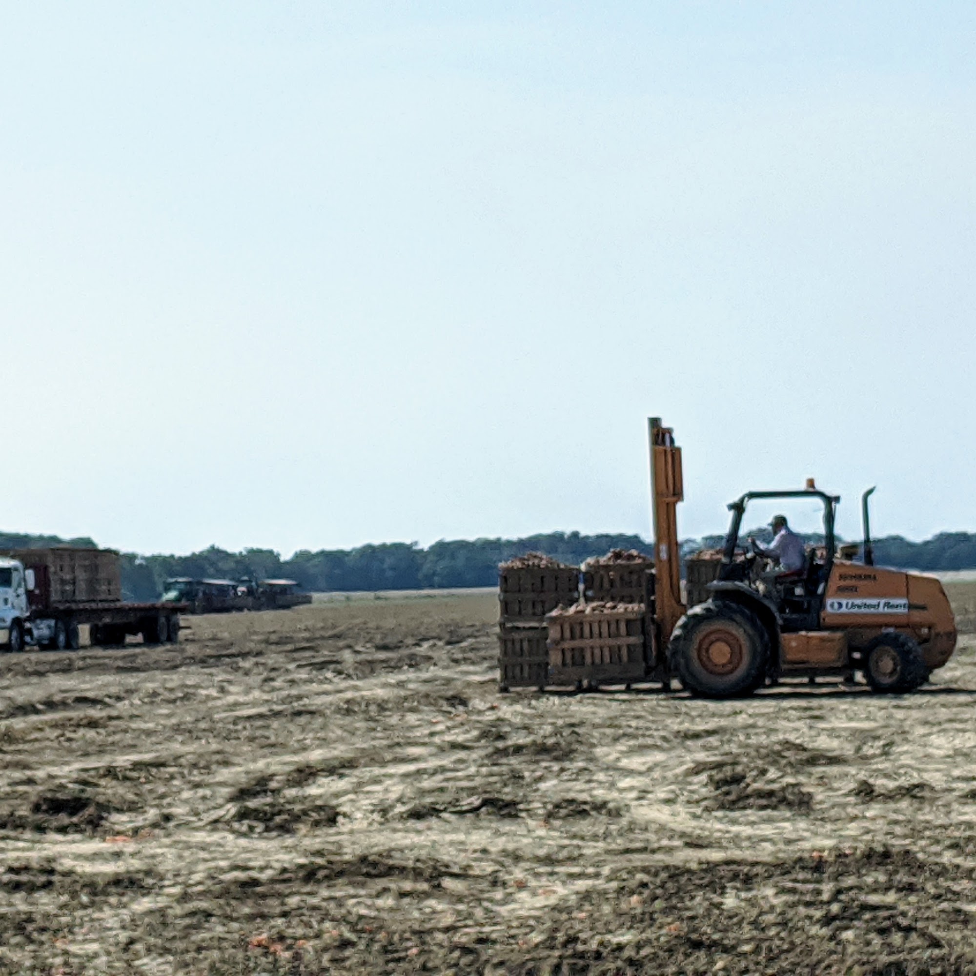 Matthews Sweet Potato Farm Wynne