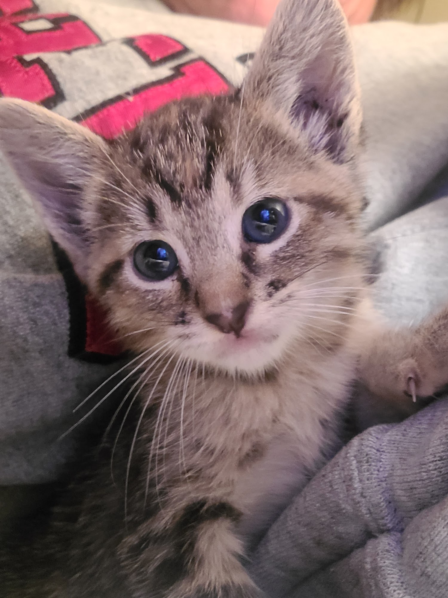 Humane Society of Marion County Arkansas Yellville