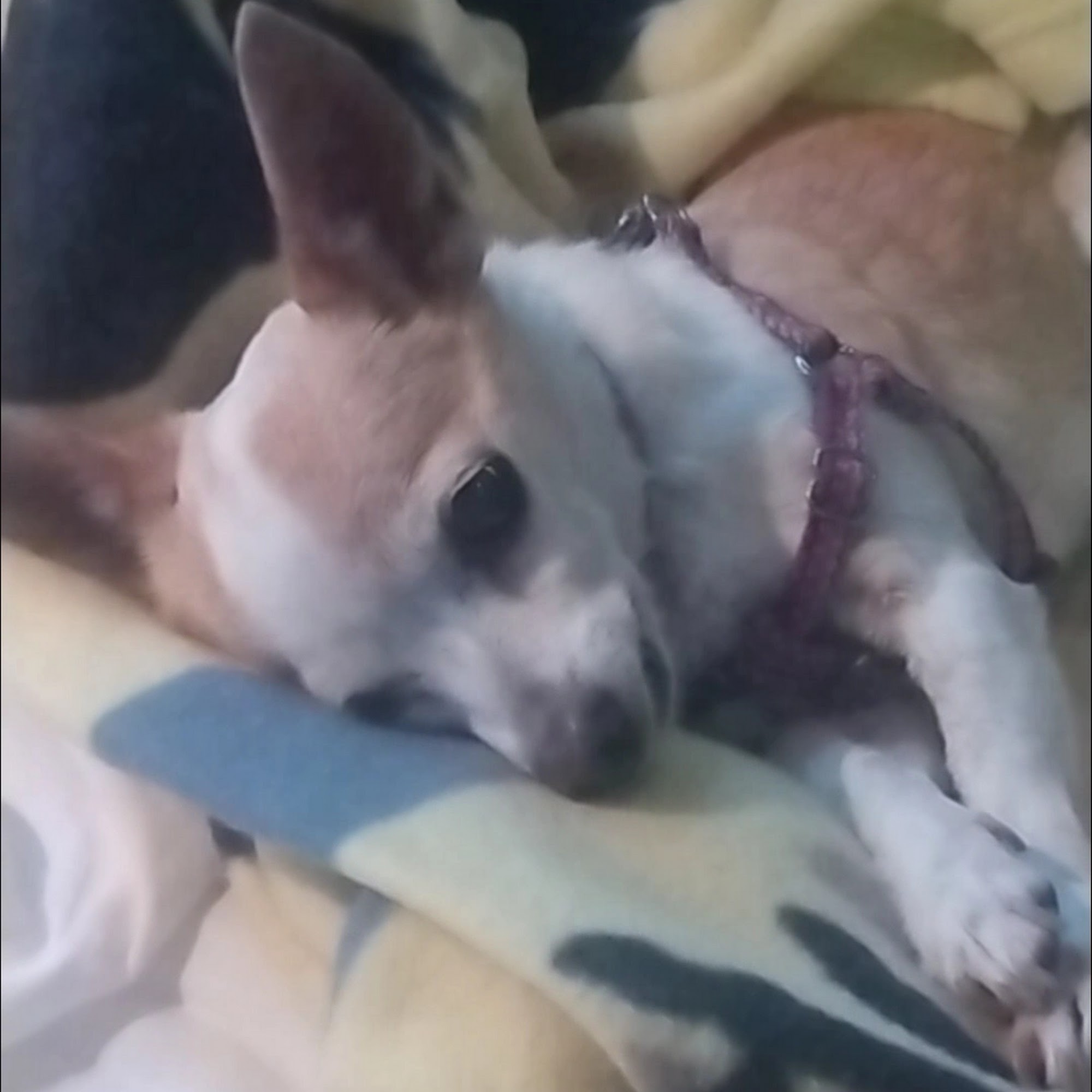 Daisy Mountain Veterinary Hospital Anthem