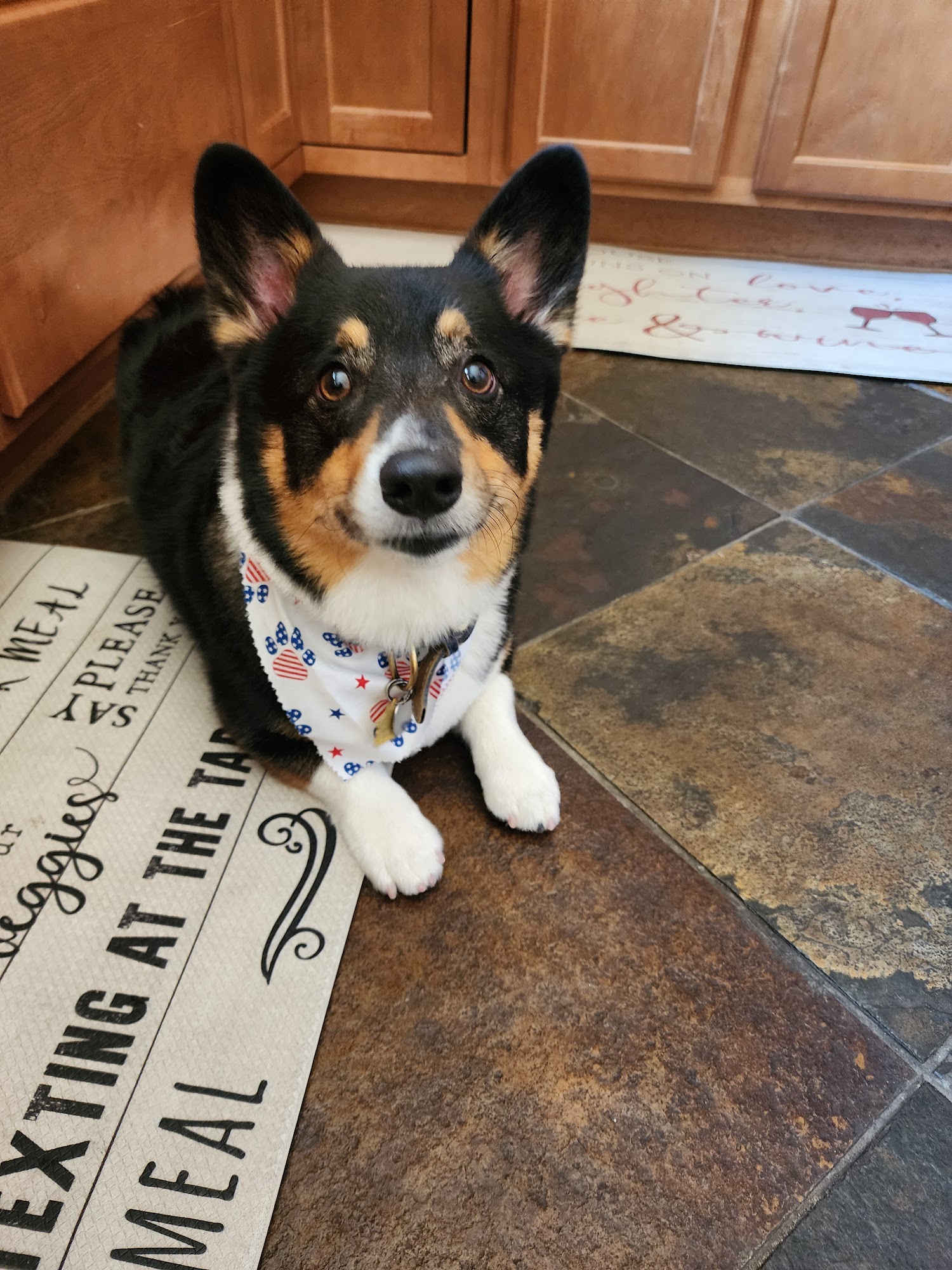 Animal Hospital at Anthem & Grooming Anthem