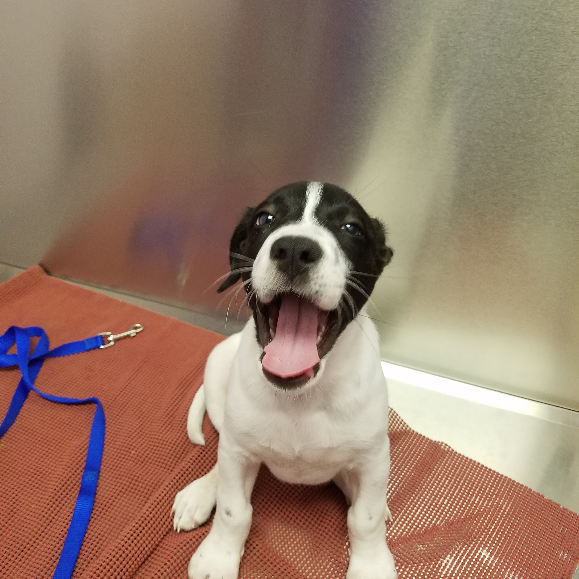 Caring Critters Animal Hospital Apache Junction