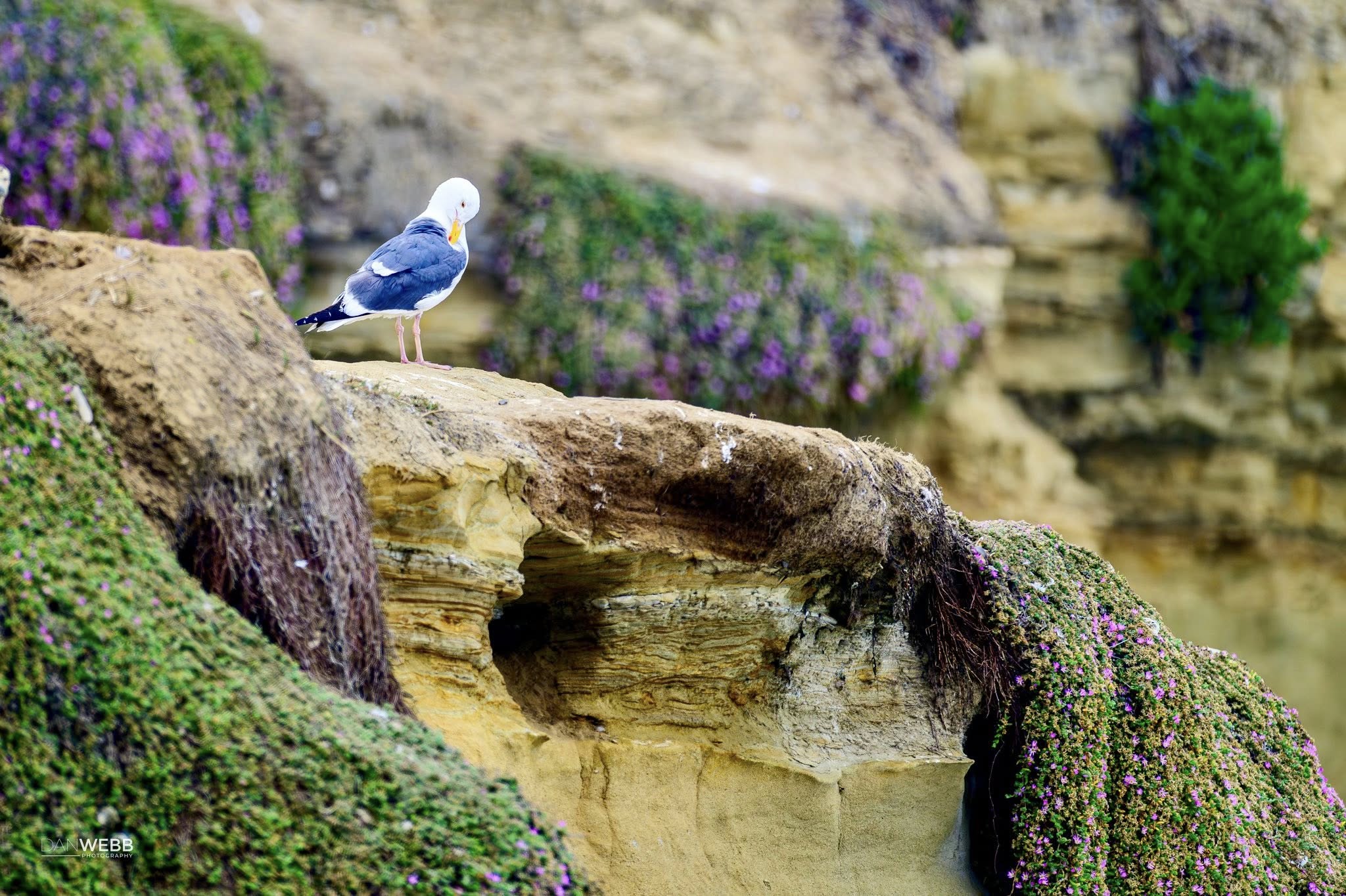 Dan Webb Photography