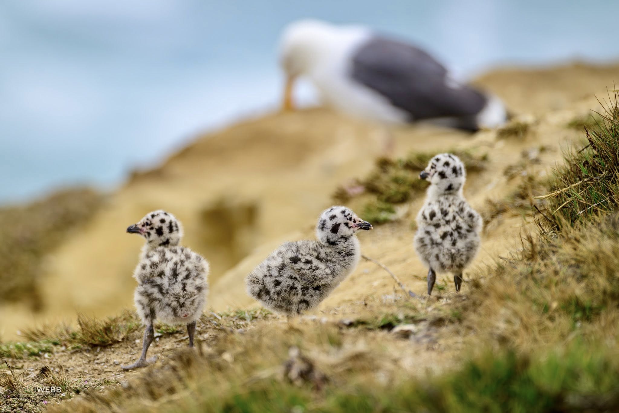 Dan Webb Photography