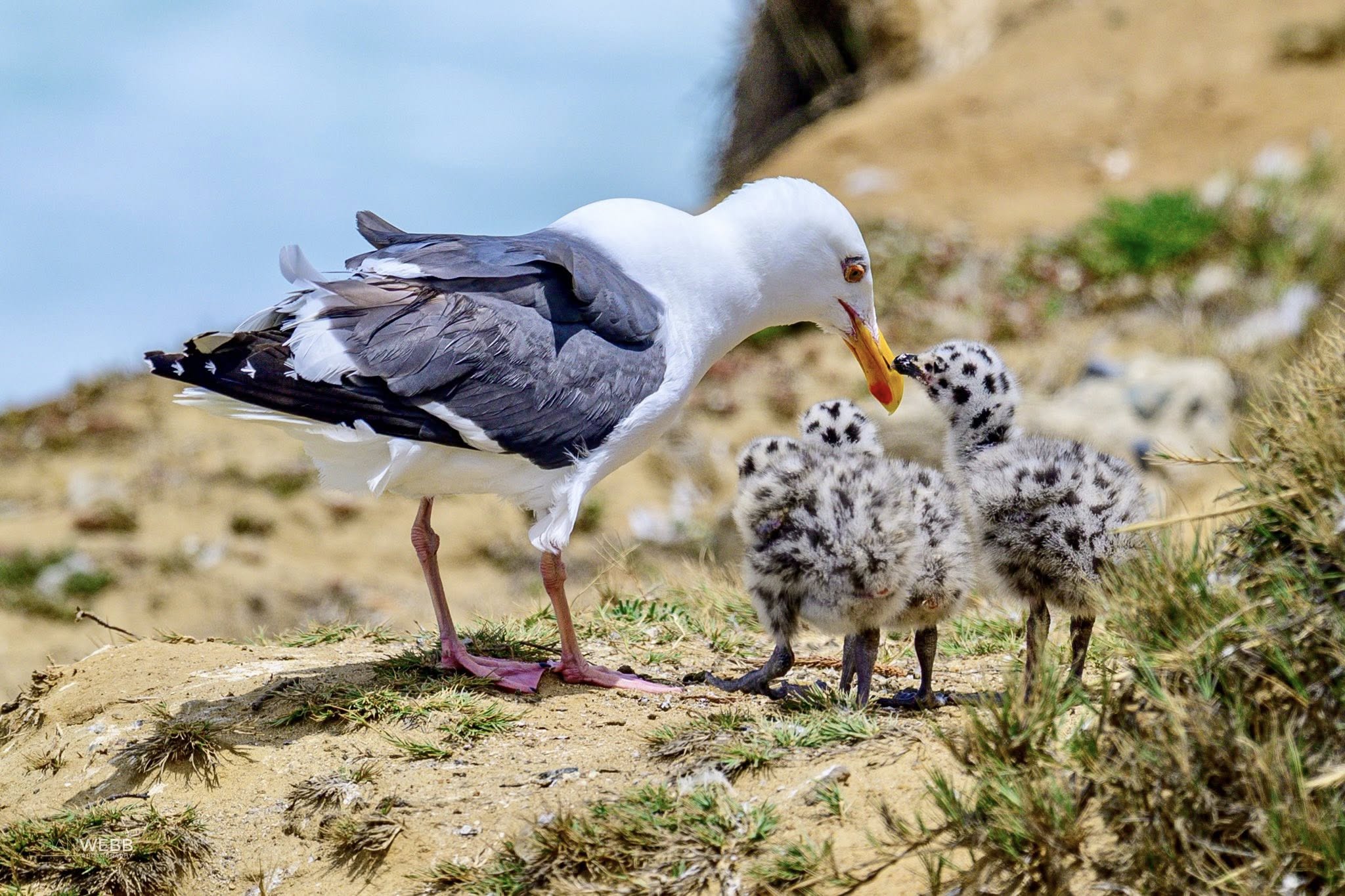 Dan Webb Photography