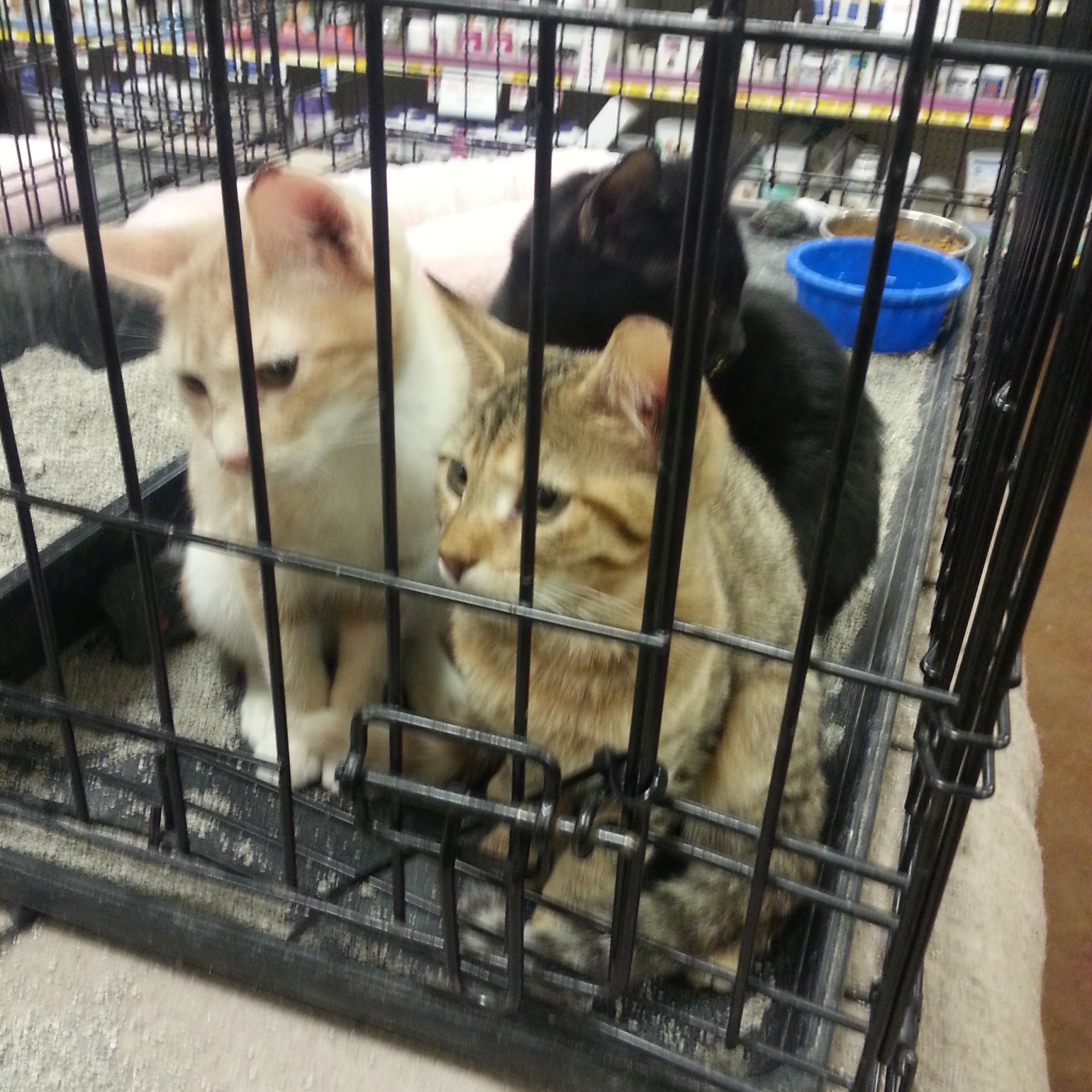 PetSmart Avondale