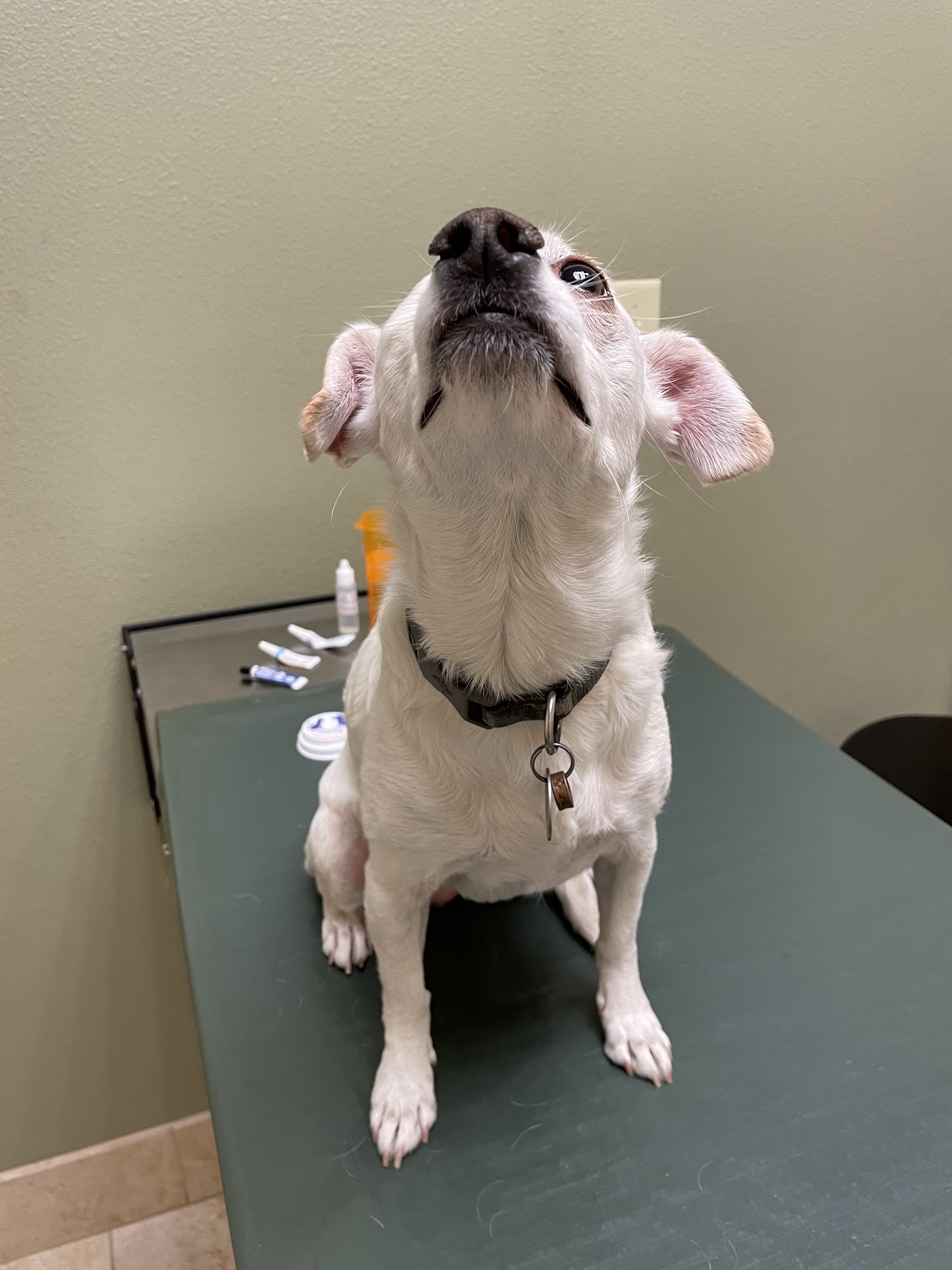 Eye Care for Animals - Avondale Avondale