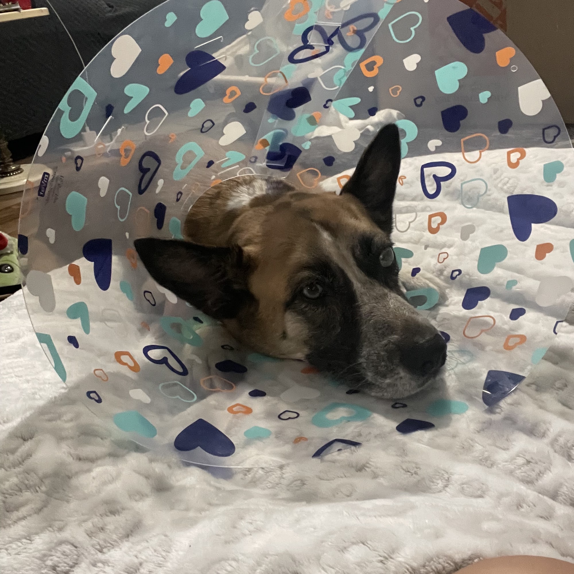 Eye Care for Animals - Avondale Avondale