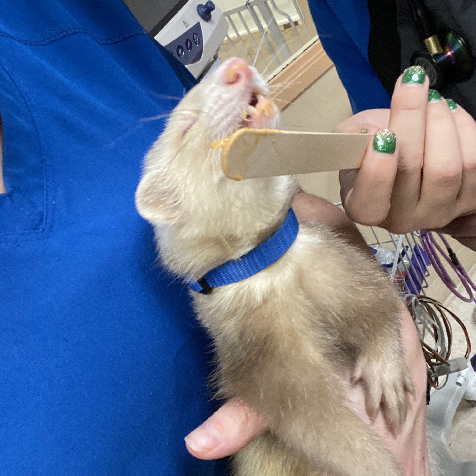 Desert Ark Veterinary Care Avondale