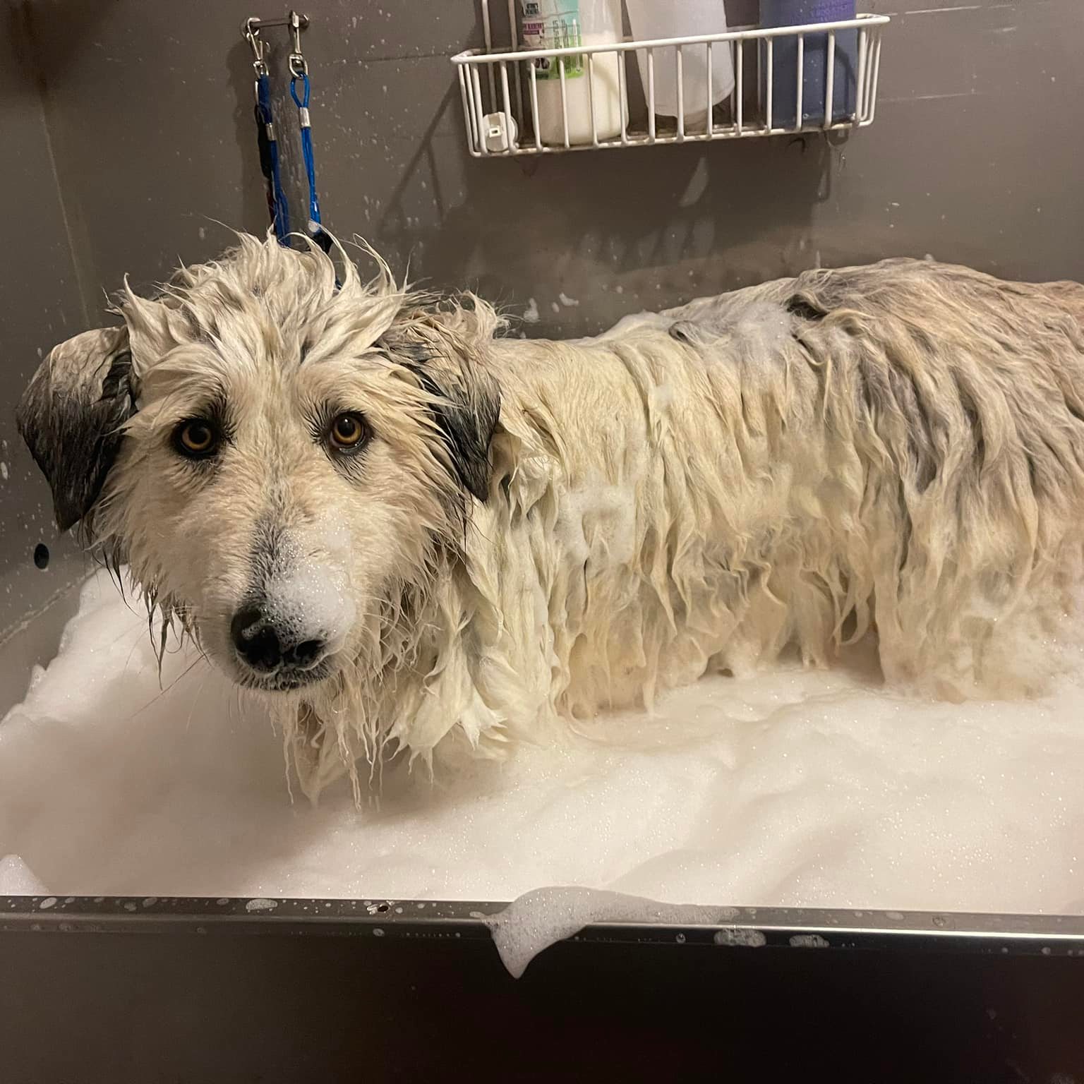 Grooming by Christina LLC Benson