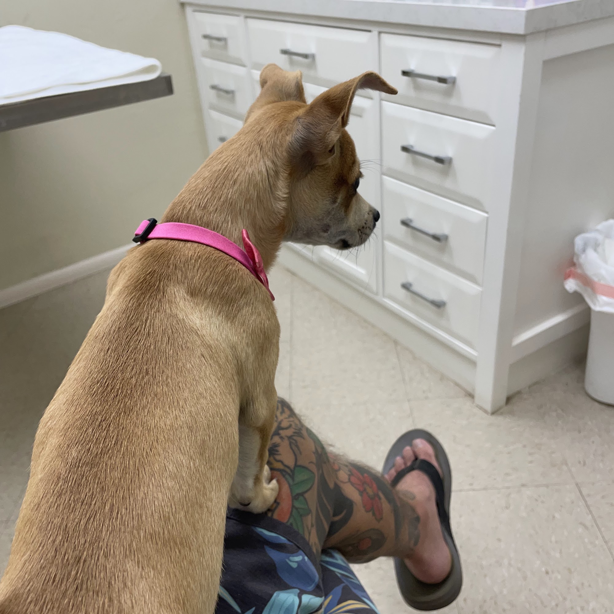 Cochise Animal Hospital Bisbee