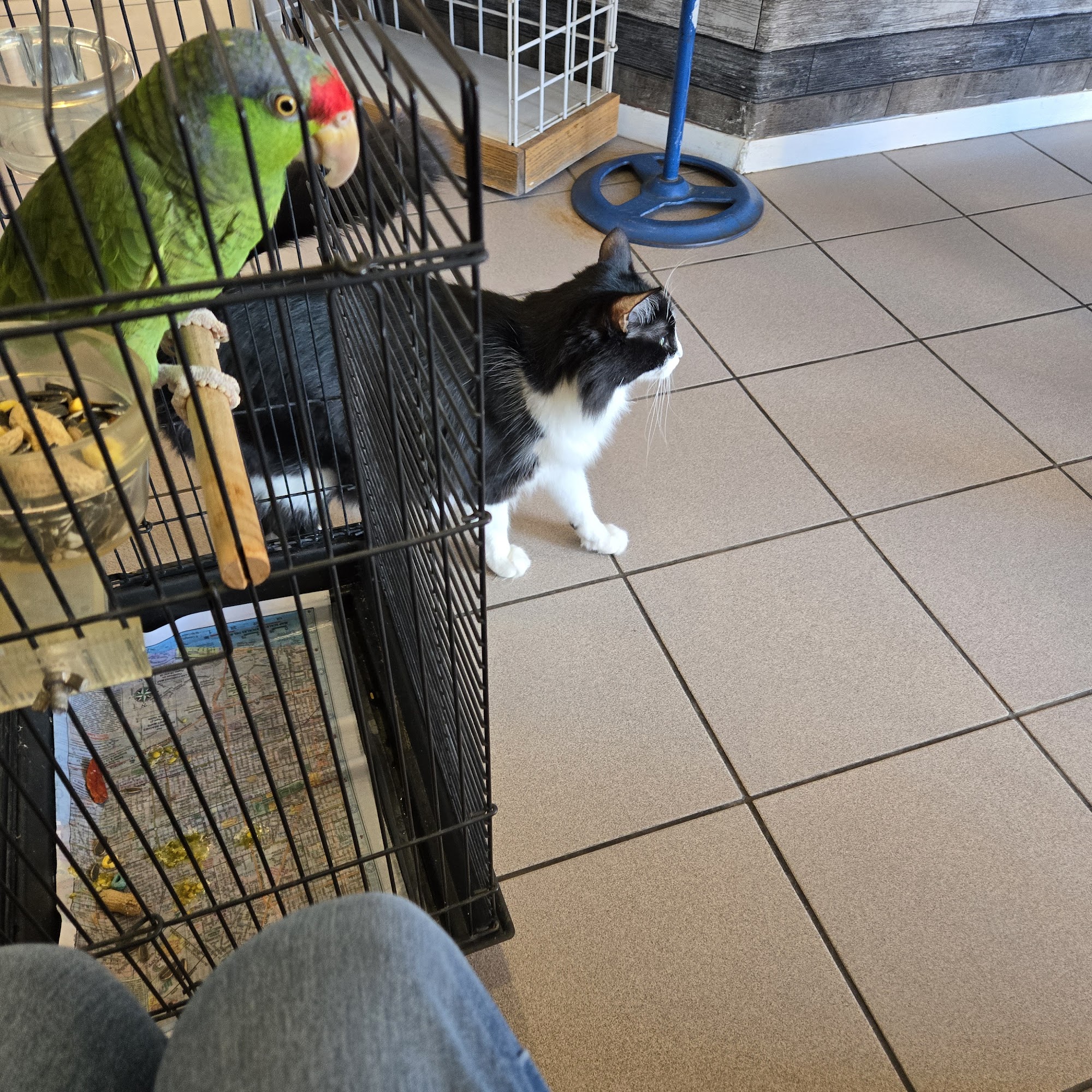 Buckeye Veterinary Services Buckeye