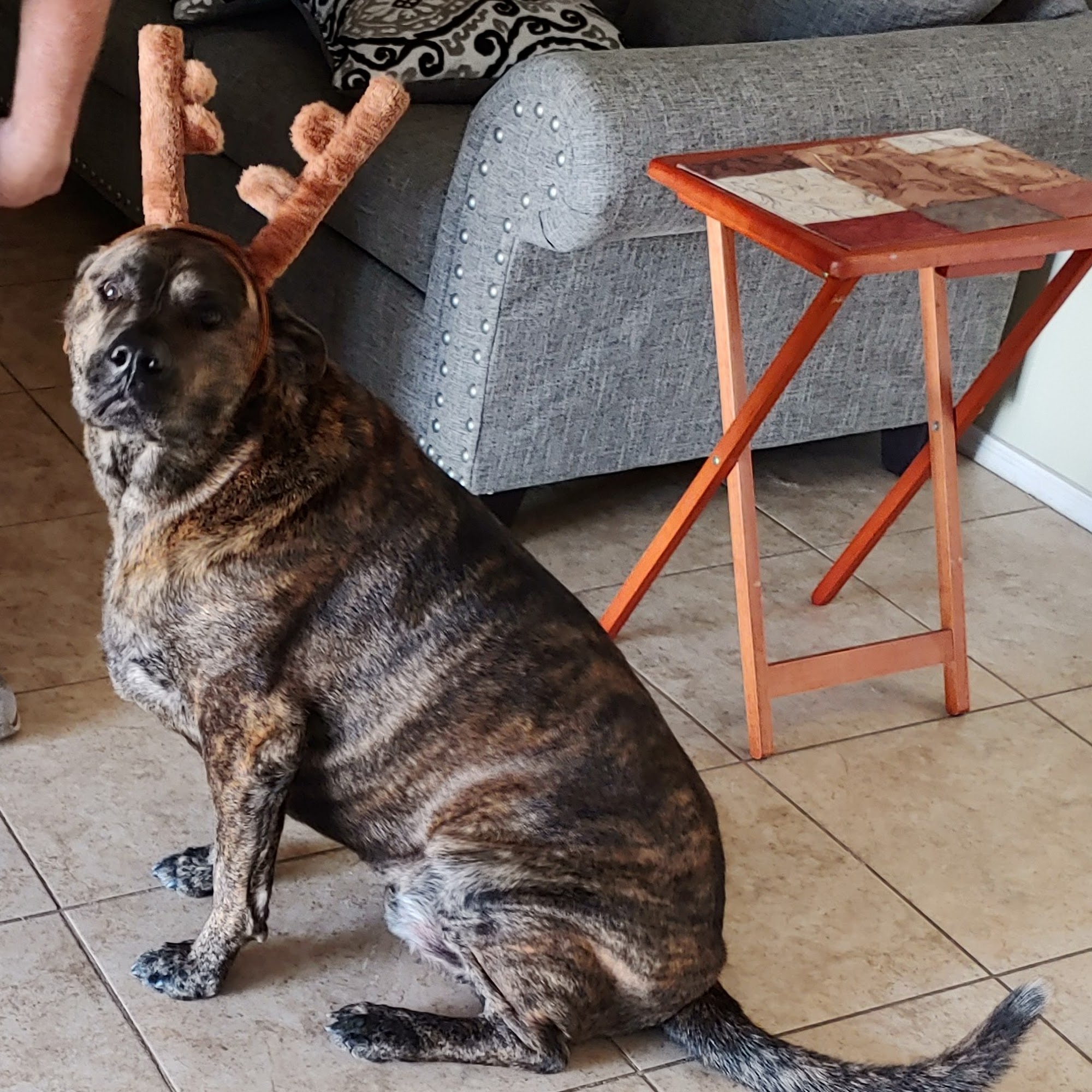 Medlin Michelle DVM Buckeye