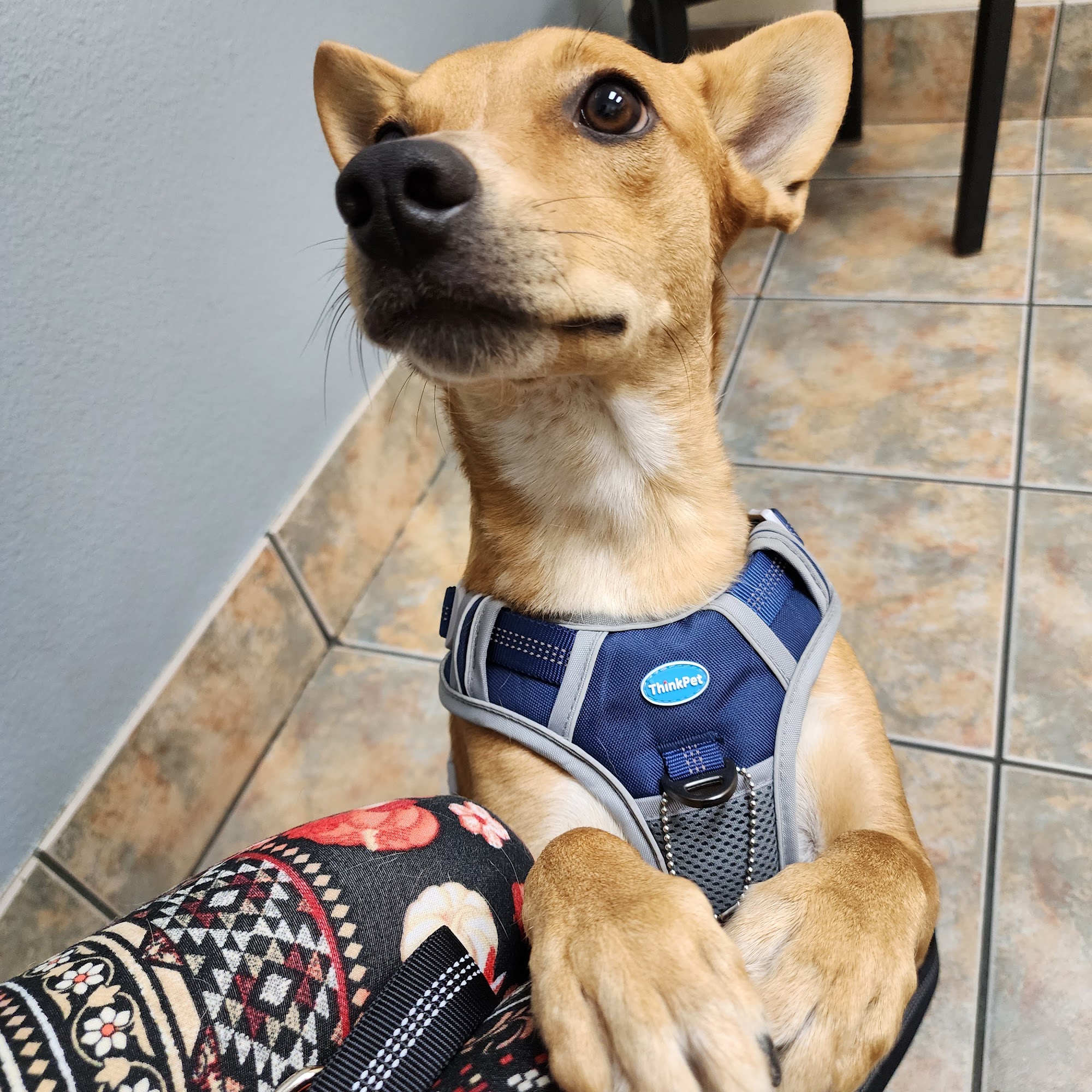 North Buckeye Animal Hospital & Grooming Buckeye