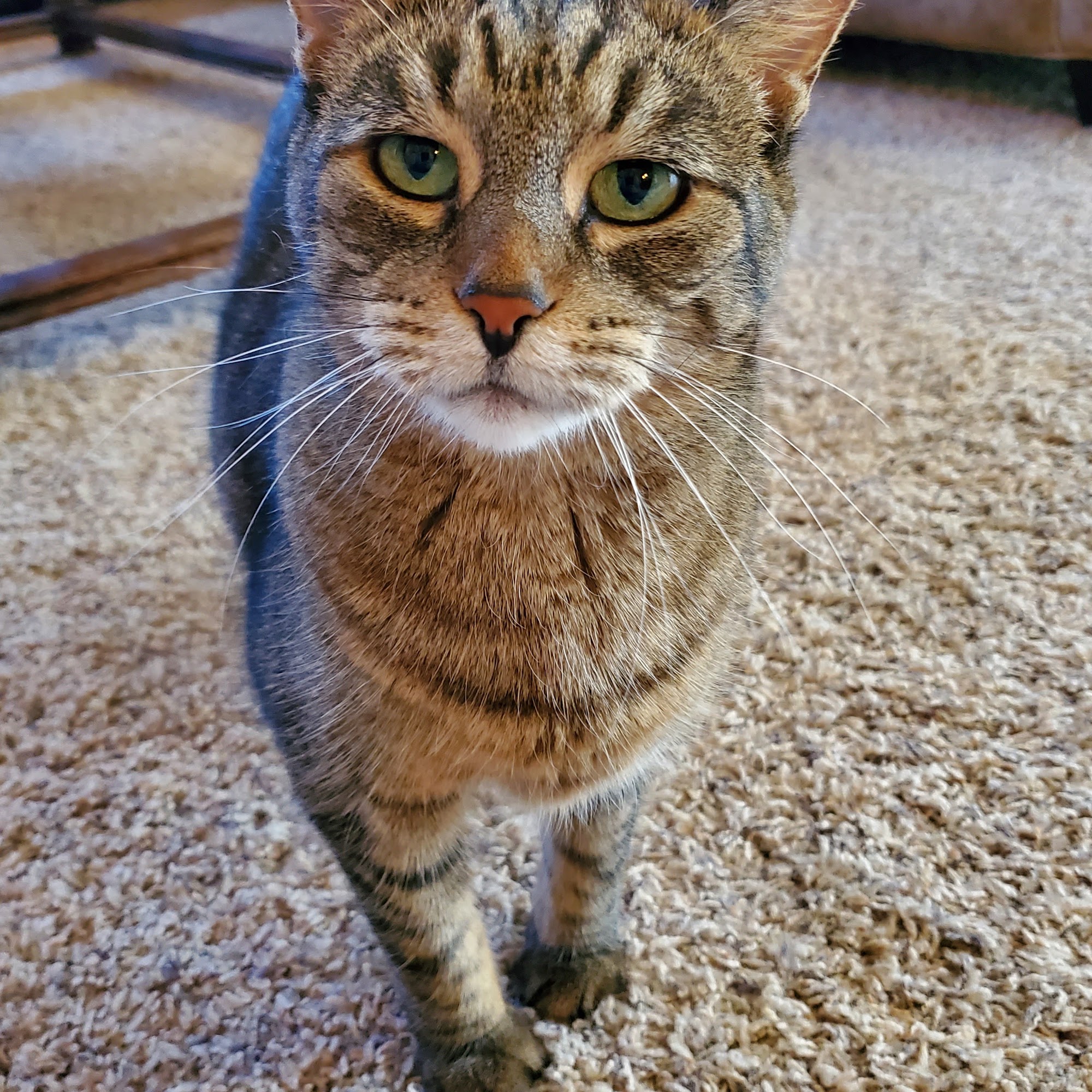 Desert Whiskers Cat Sitting Buckeye