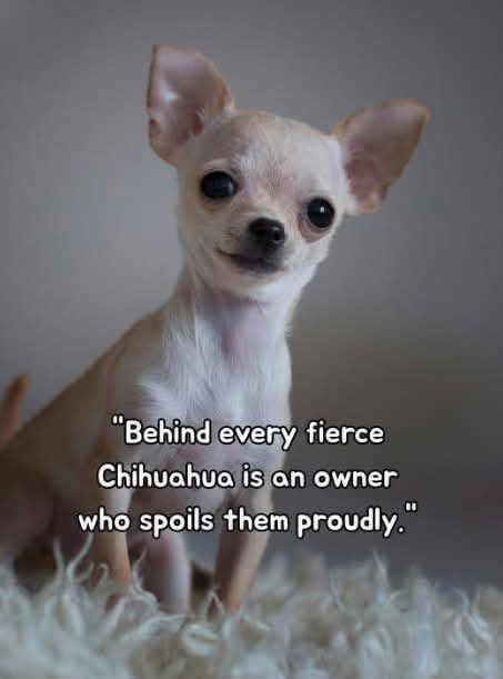 Marketside Animal Hospital at Verrado Buckeye