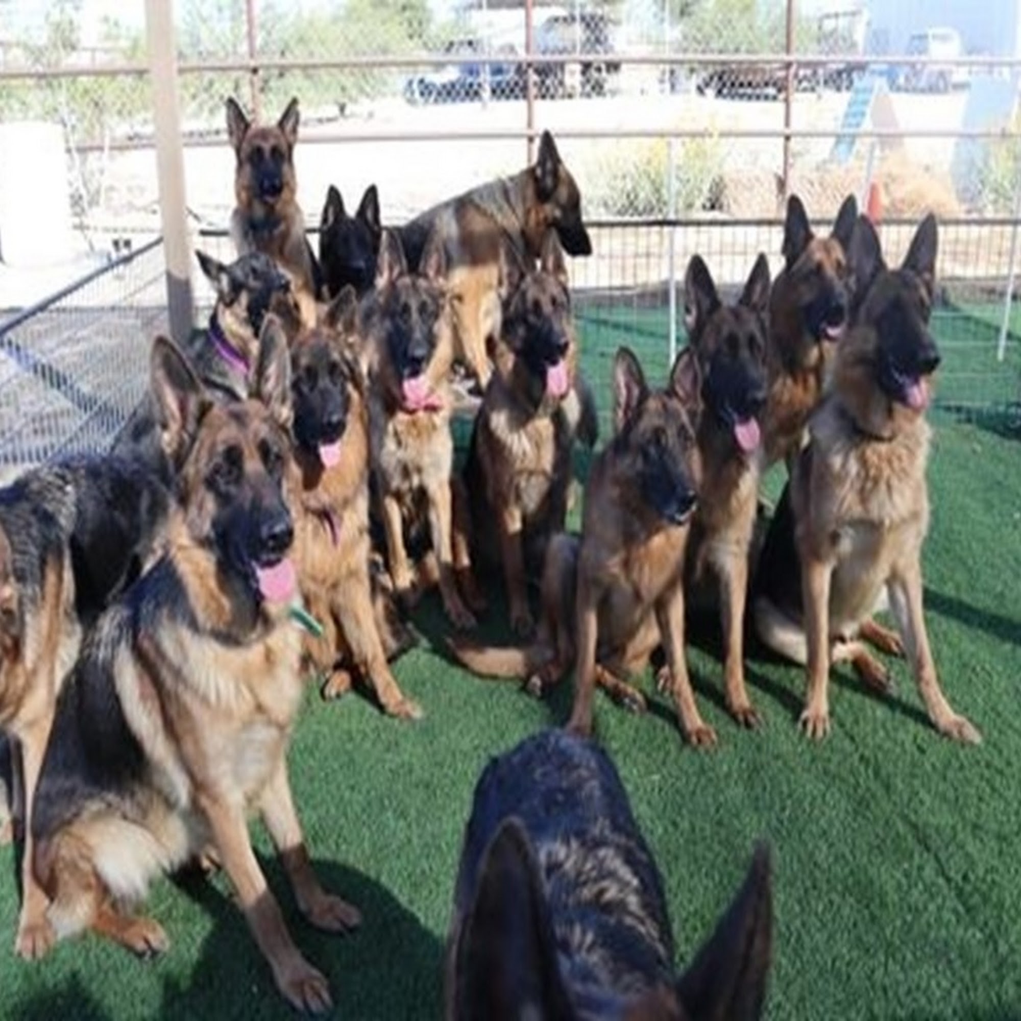 Vintar German Shepherd Buckeye