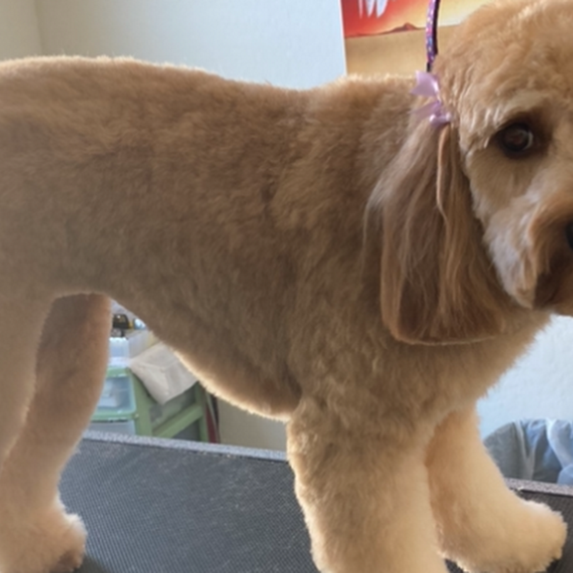 Woofstock Pet Salon Buckeye