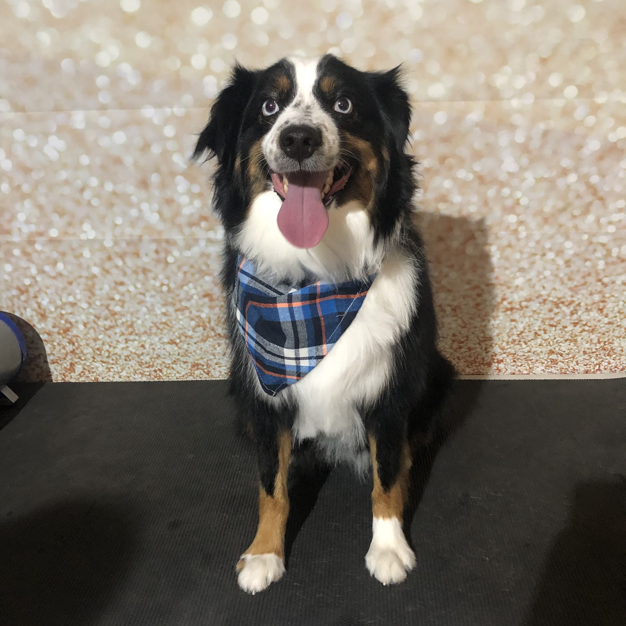 Zoomies Grooming LLC Buckeye