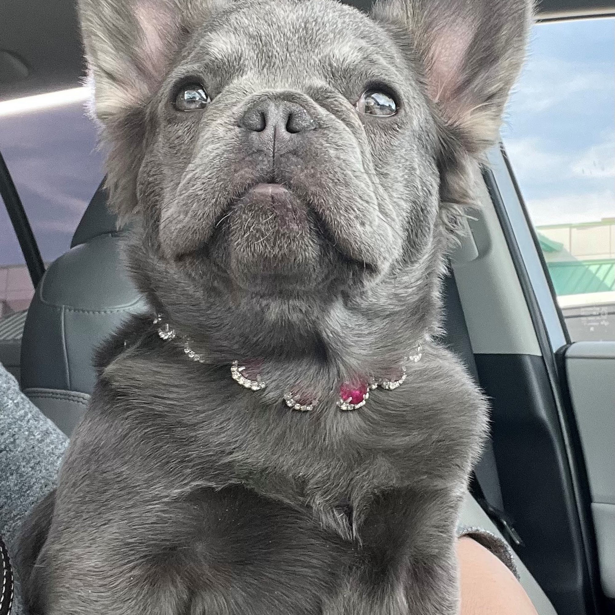 Nollaftra Frenchies Buckeye