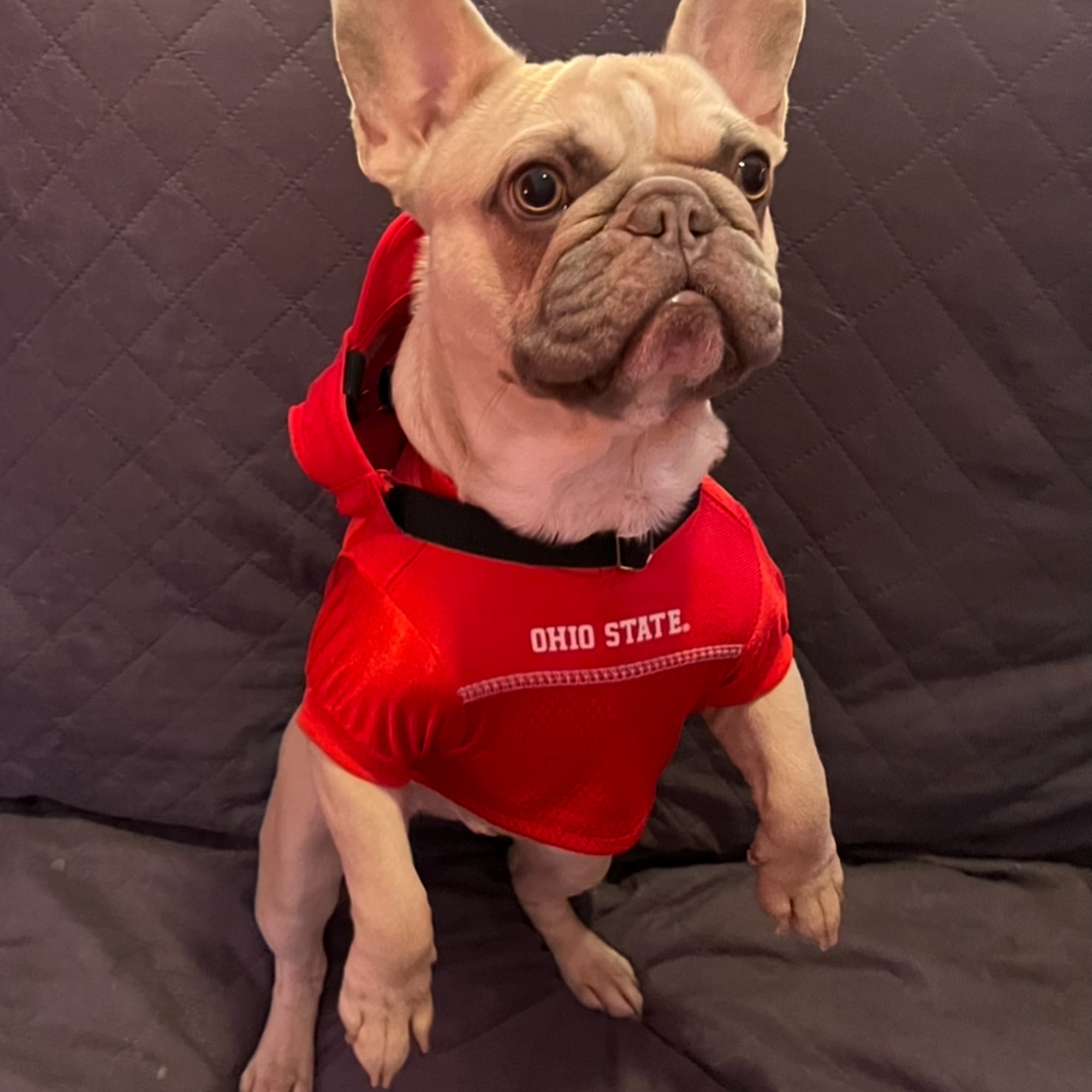 Nollaftra Frenchies 29806 W Mitchell Ave, Buckeye Arizona 85396