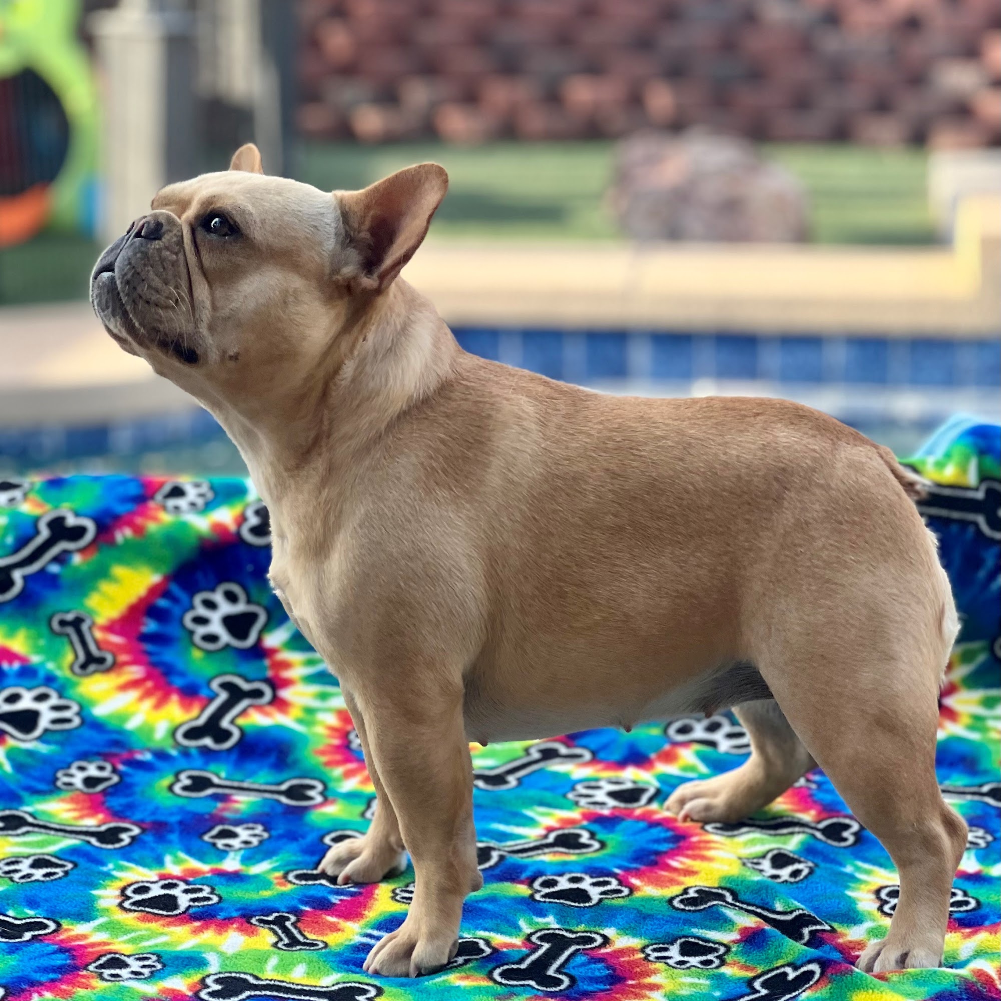 Nollaftra Frenchies 29806 W Mitchell Ave, Buckeye Arizona 85396