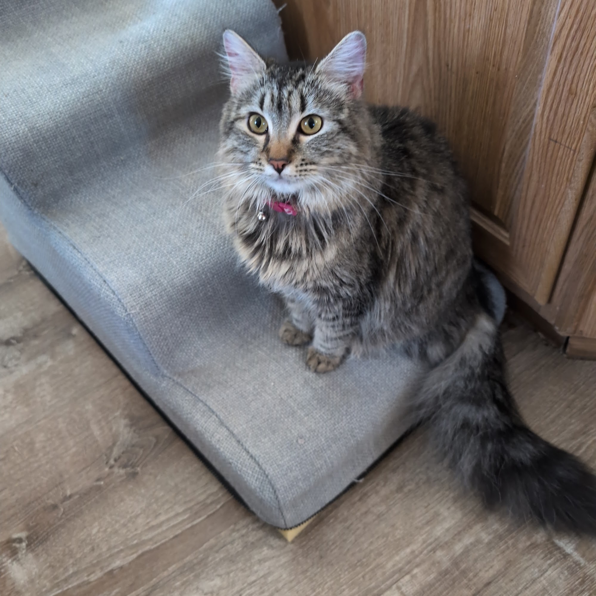 Spirit Mountain Animal Hospital Bullhead City