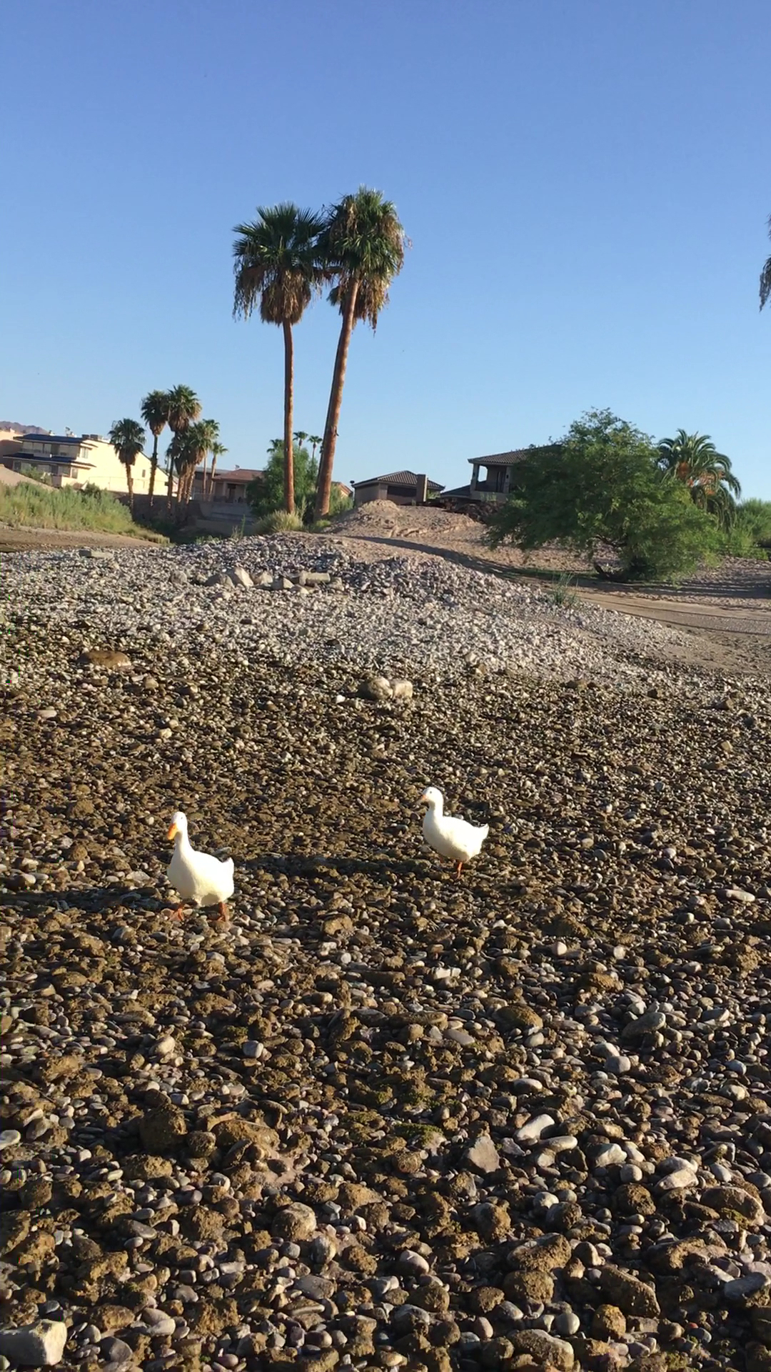 American Legion Menu