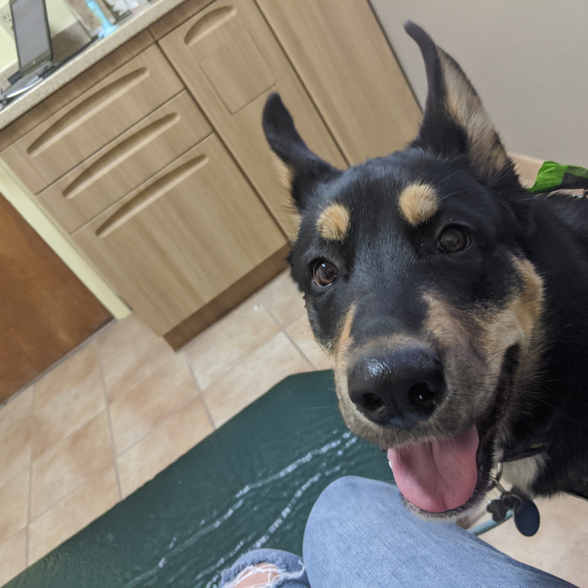 Anasazi Animal Clinic Camp Verde