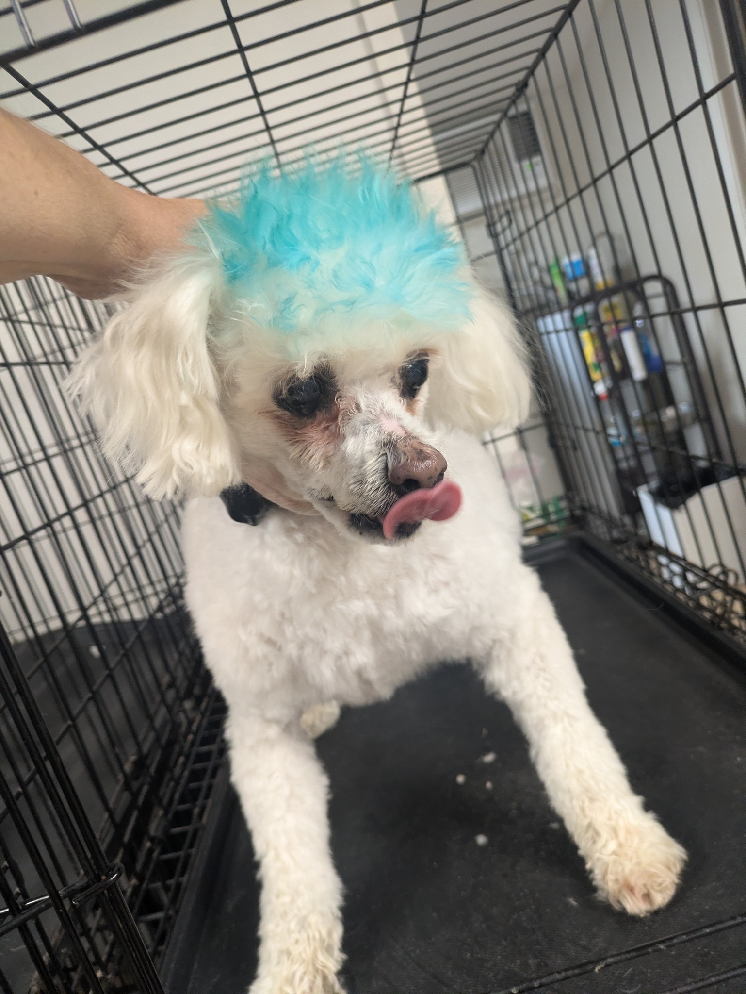 Melodee's Grooming Camp Verde