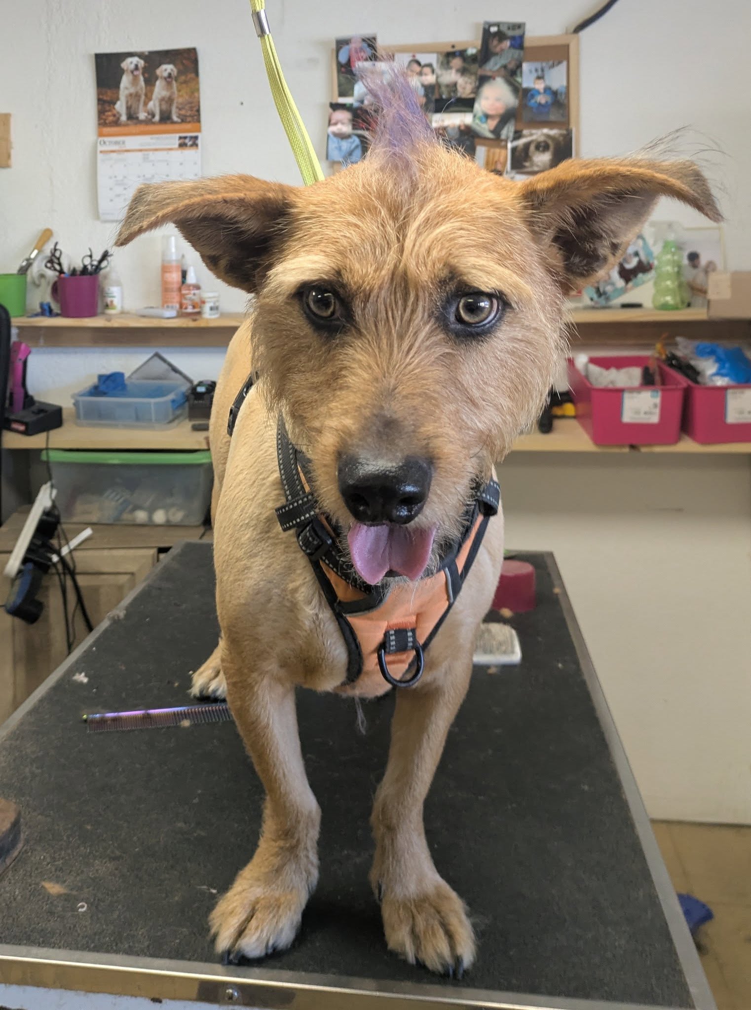 Melodee's Grooming Camp Verde