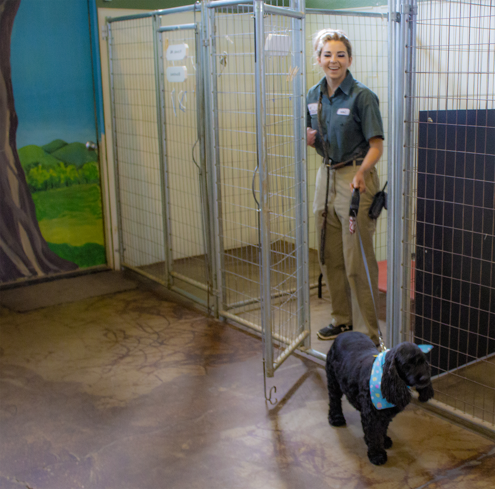 Hillside K9 Academy Camp Verde