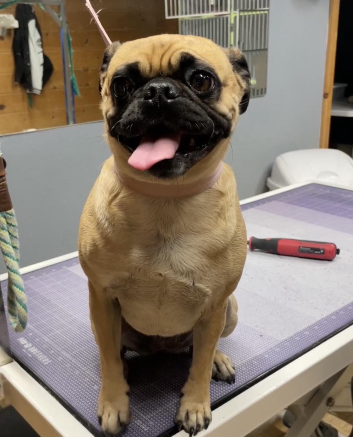 Hillside K9 Academy Camp Verde