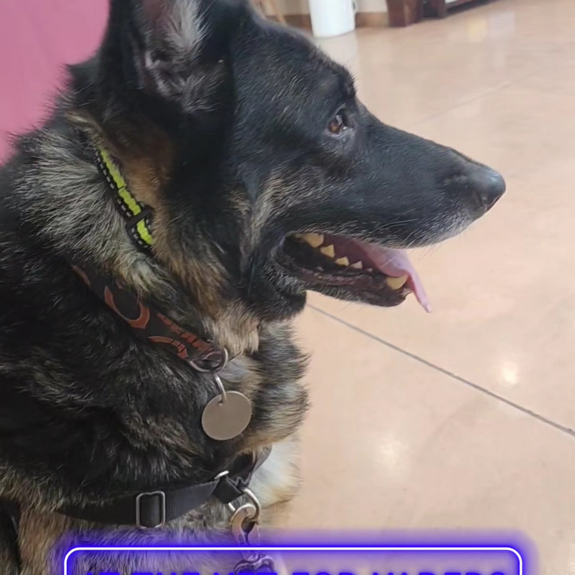 Casa Grande Animal Hospital: Mc Whirter John DVM Casa Grande