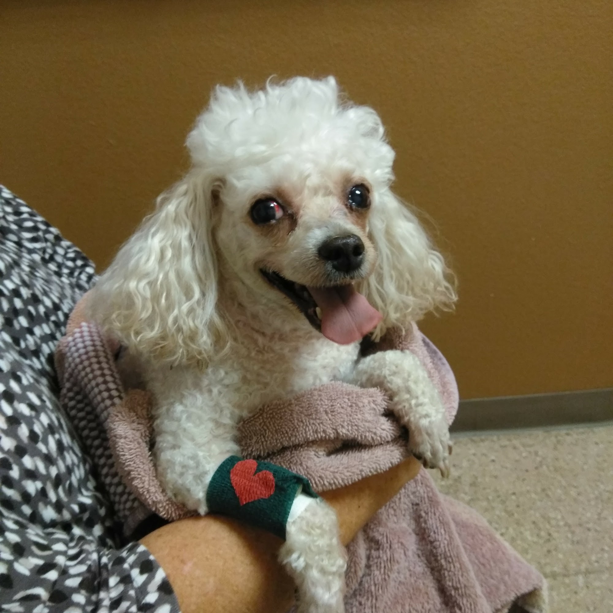 Animal Medical Center of Casa Grande PLLC Casa Grande