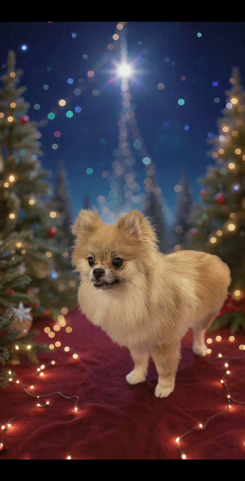 Shaggy Chic Pet Grooming Casa Grande