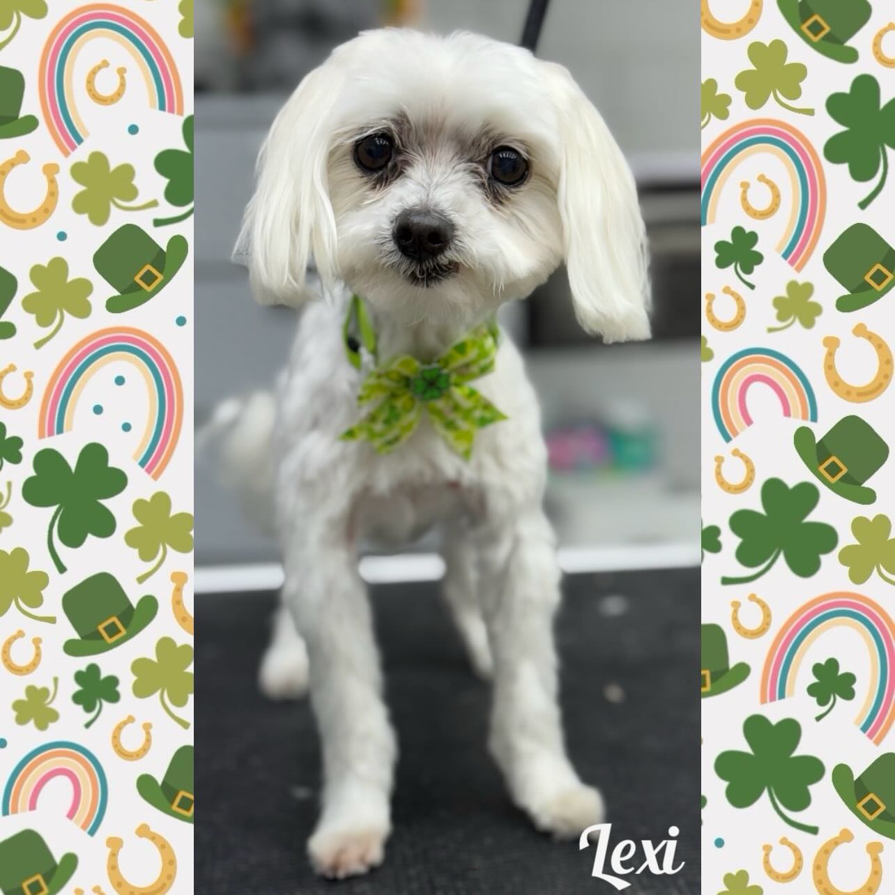 CDS Grooming Casa Grande