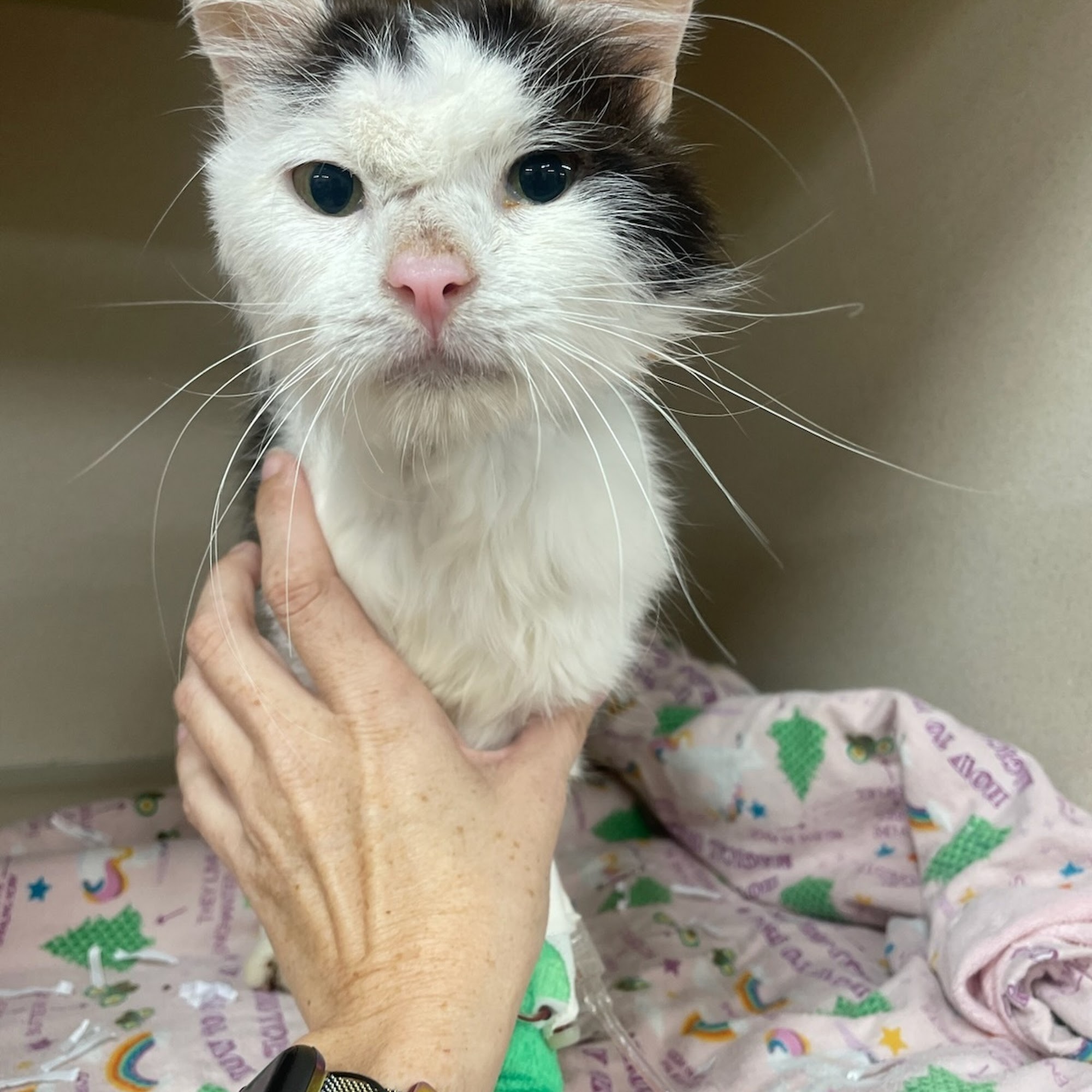 Dove Valley Animal Hospital Cave Creek