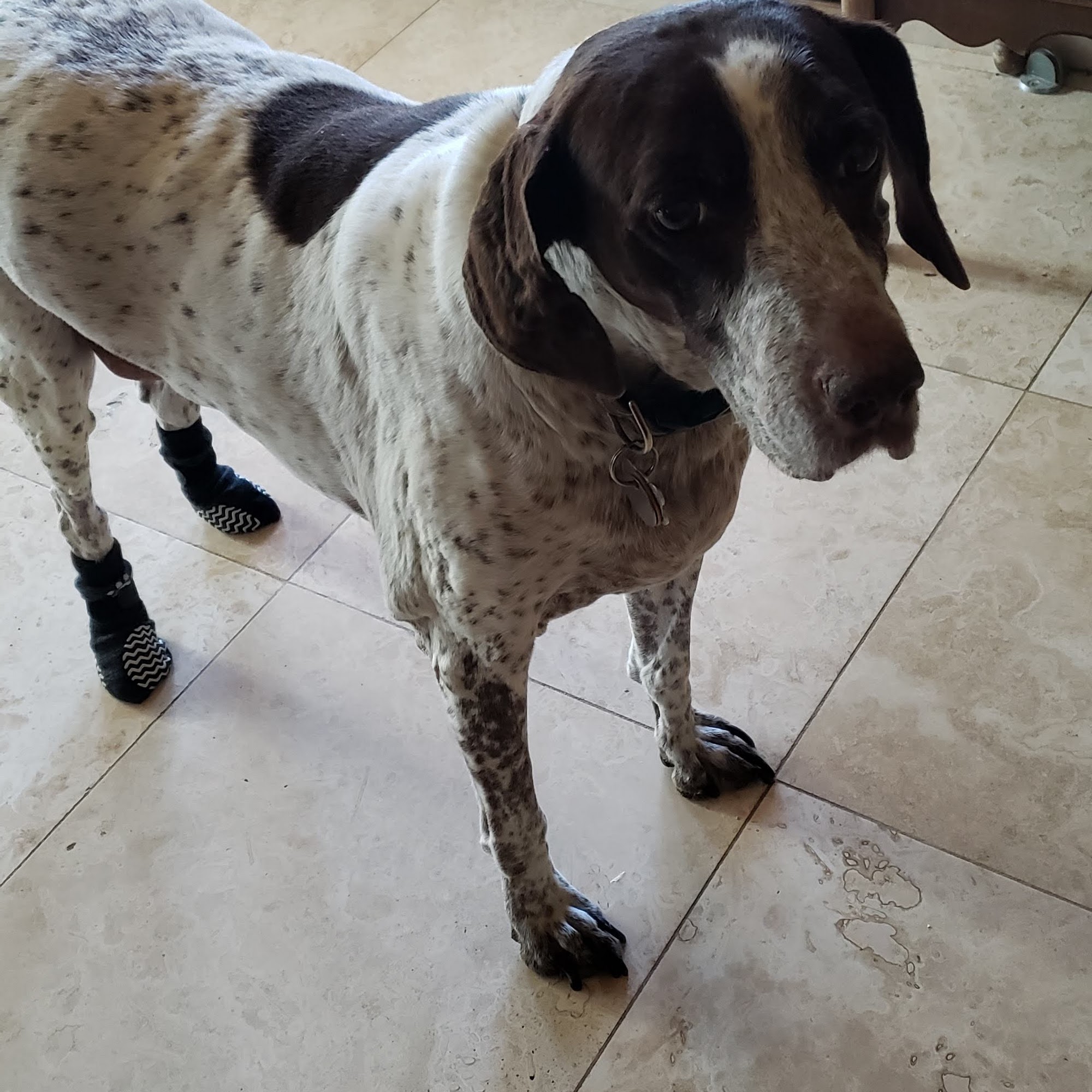 Desert Forest Animal Hospital Cave Creek