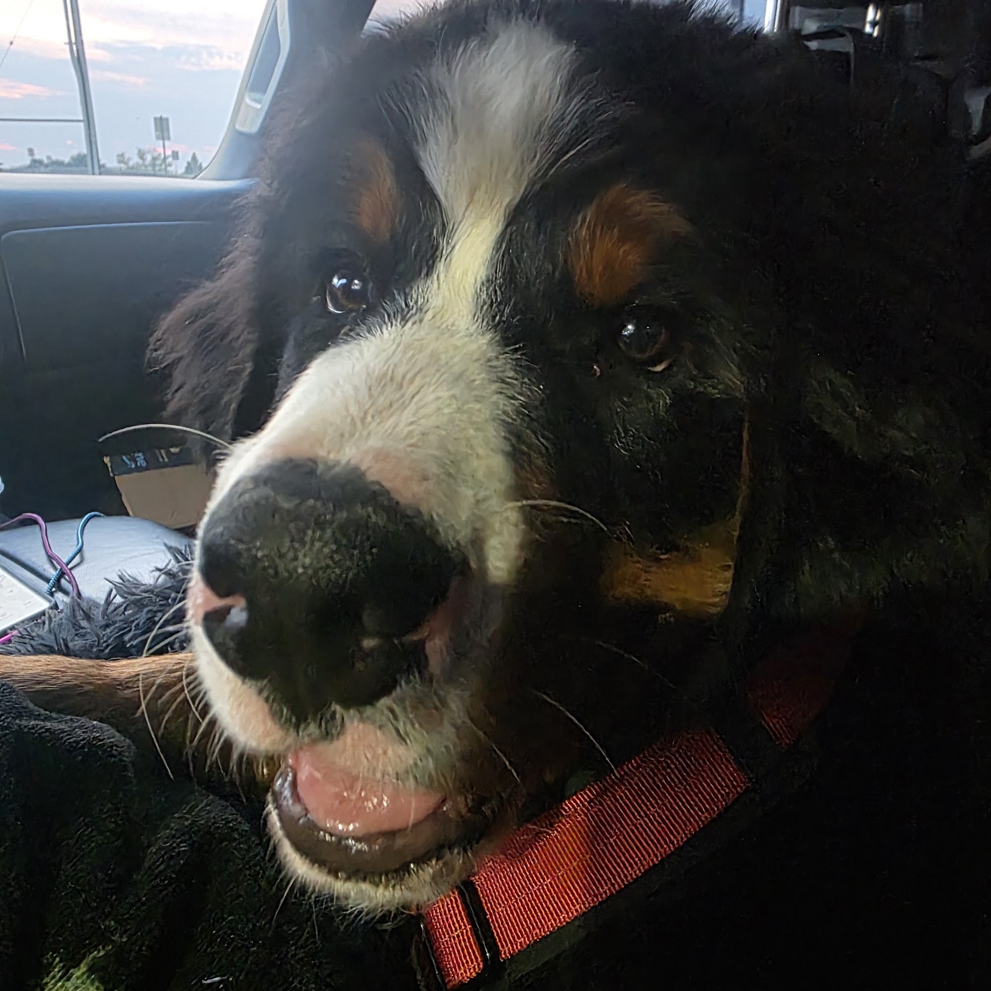 Arizona Skies Animal Hospital Cave Creek