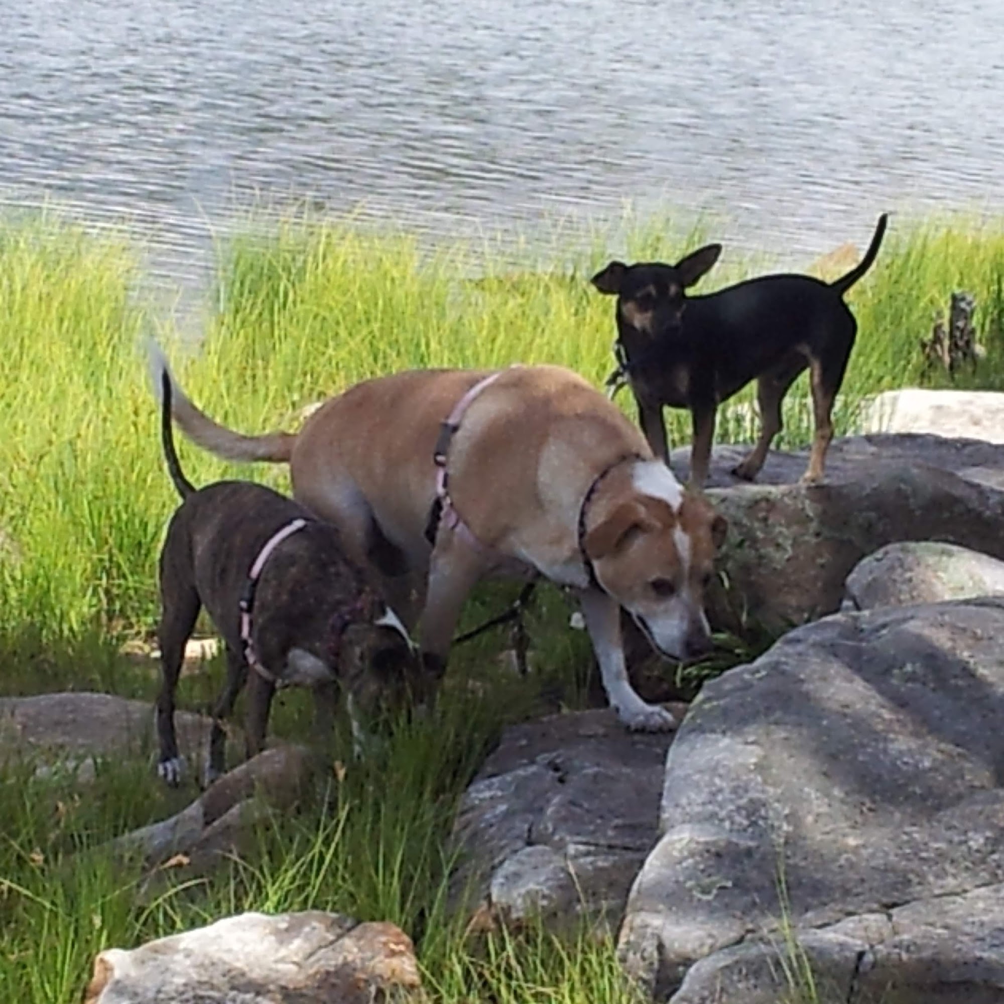 Animal Hospital At Tatum Ranch Cave Creek