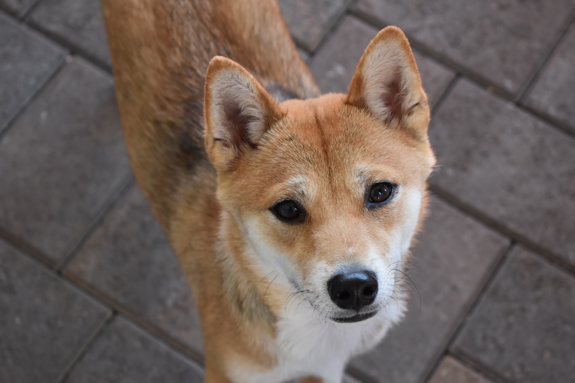 Lone Mountain Pet Grooming Cave Creek