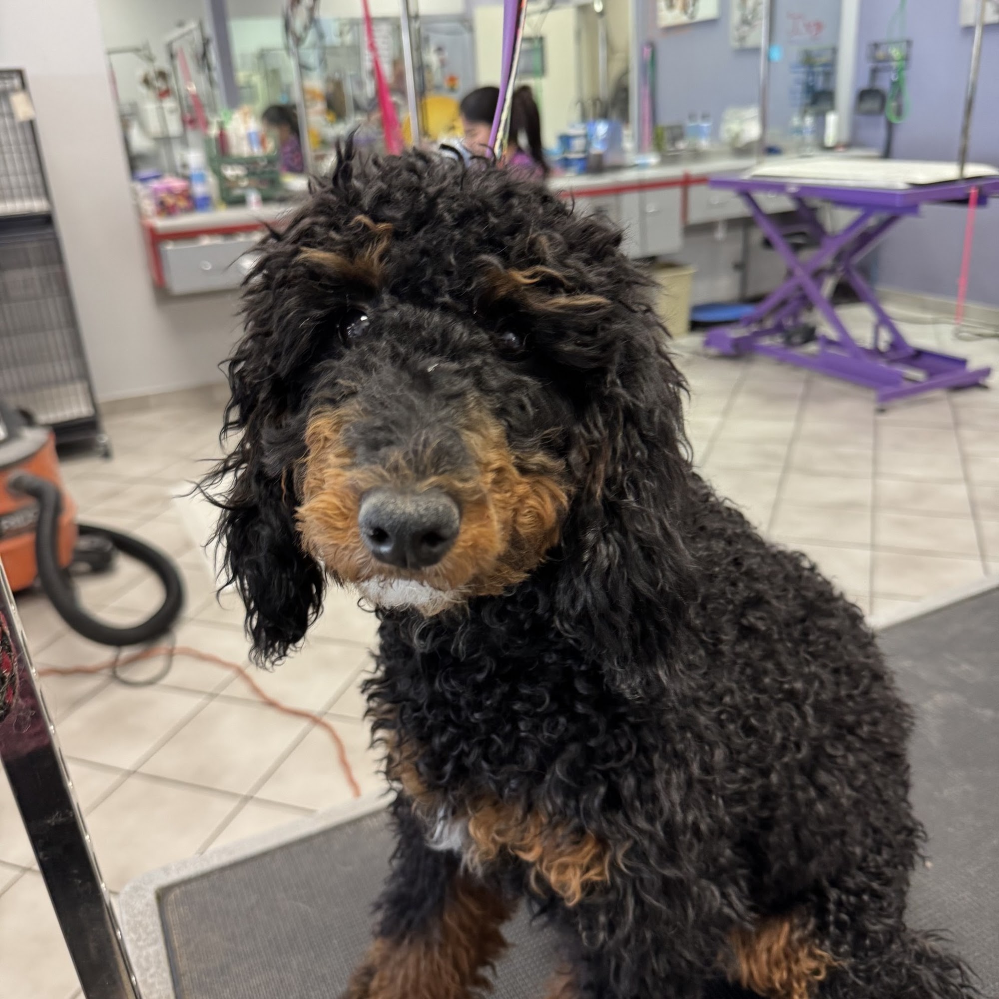 Lone Mountain Pet Grooming Cave Creek